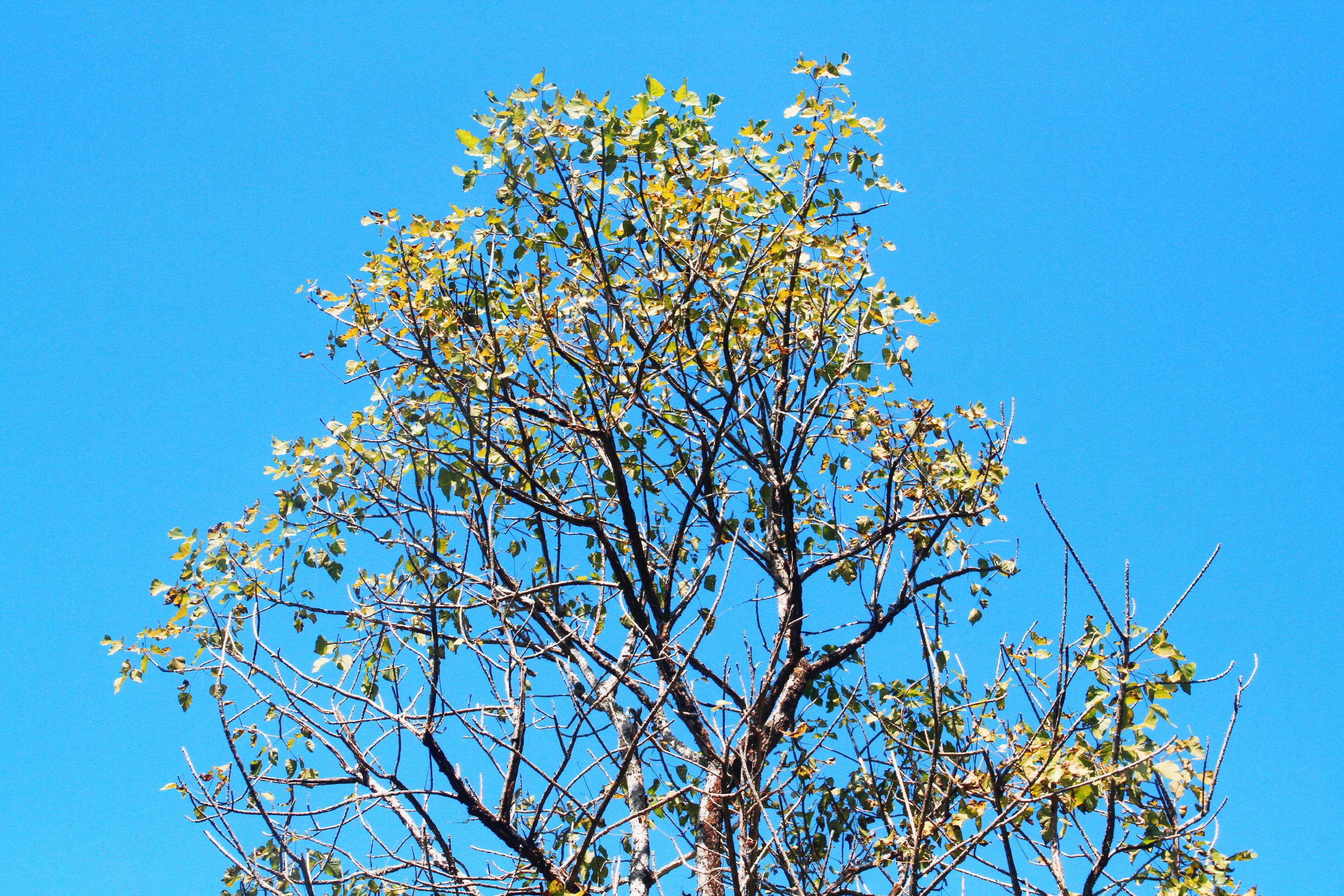 Beautiful shape of tree branch against blue sky. Stock Free