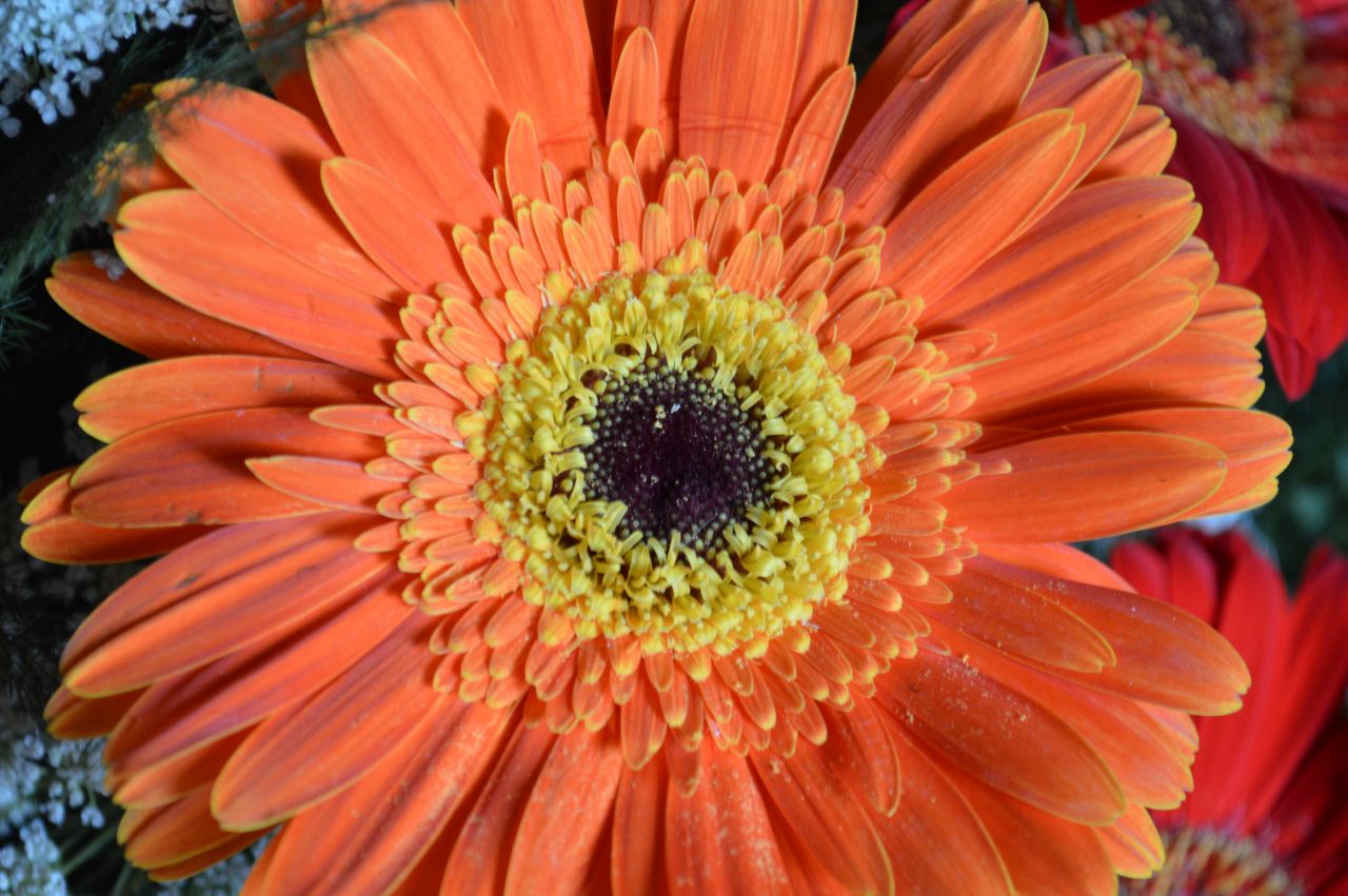 Orange Daisy Aster Flower Stock Free