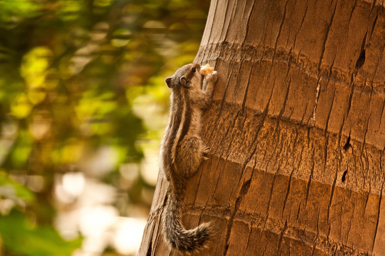 Squirrel On Tree Stock Free