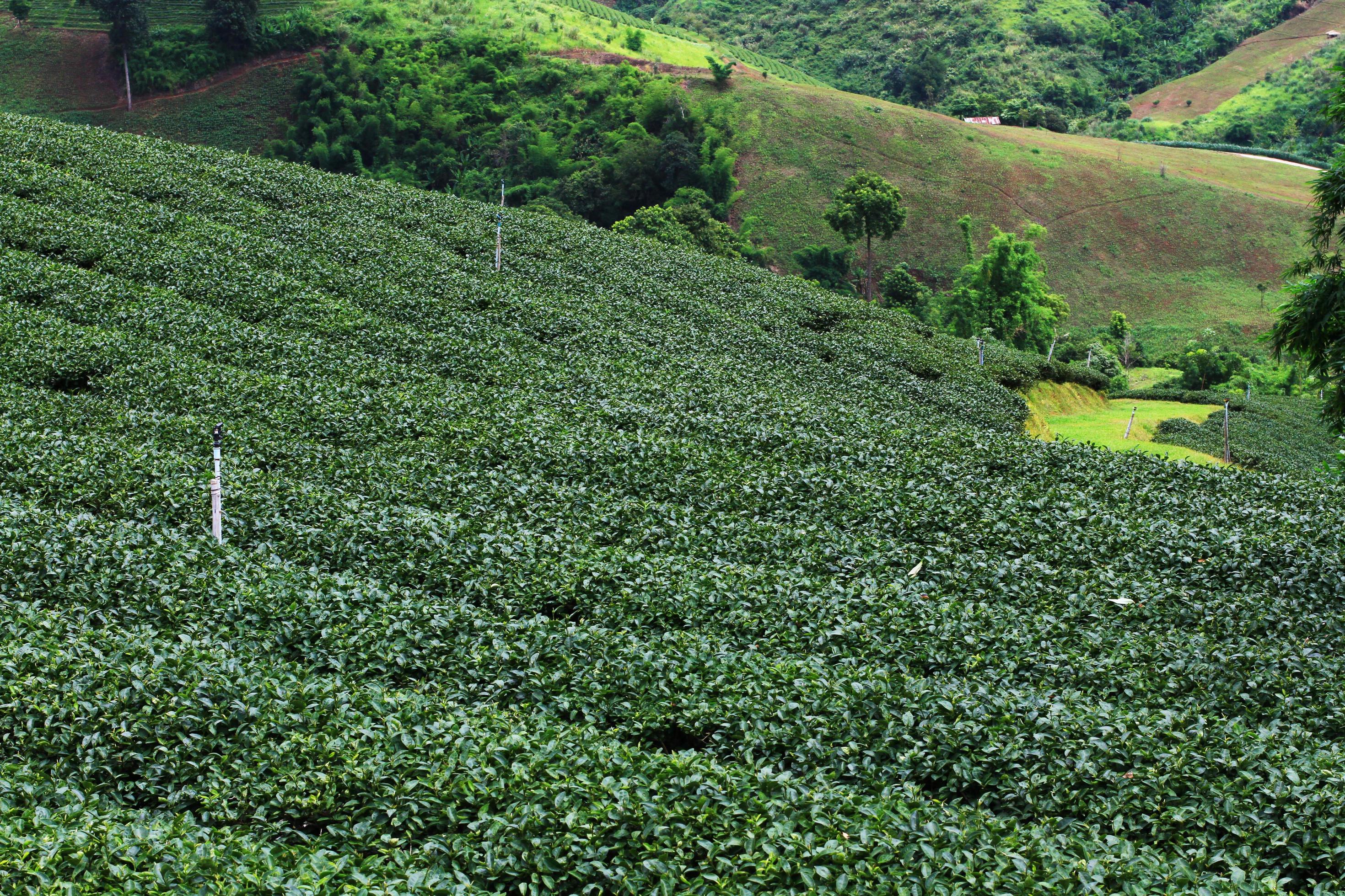 Tea Plantation in sunrise on the mountain and forest in rain season is very beautiful view in Chiangrai Province, Thailand. Stock Free