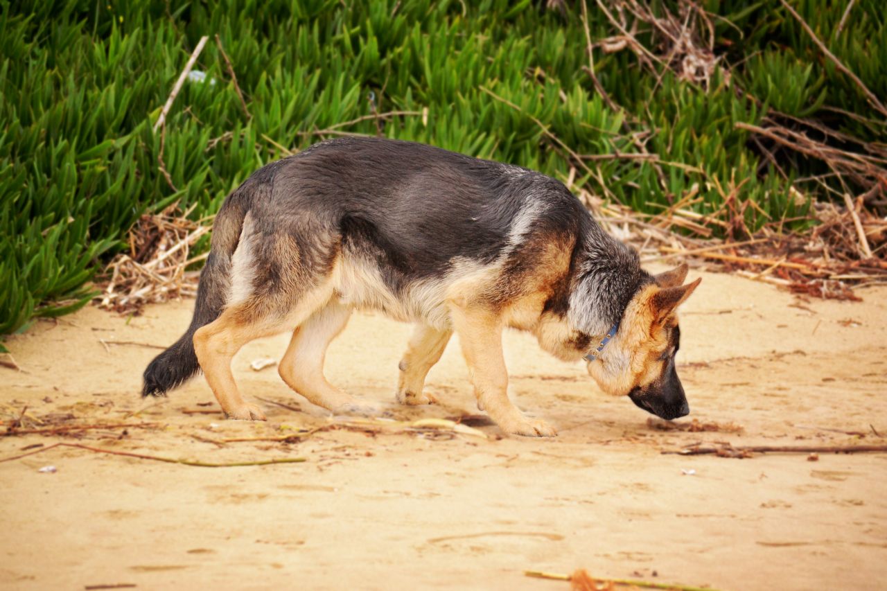 German Shepherd Dog Sniffing on the Beach Stock Free