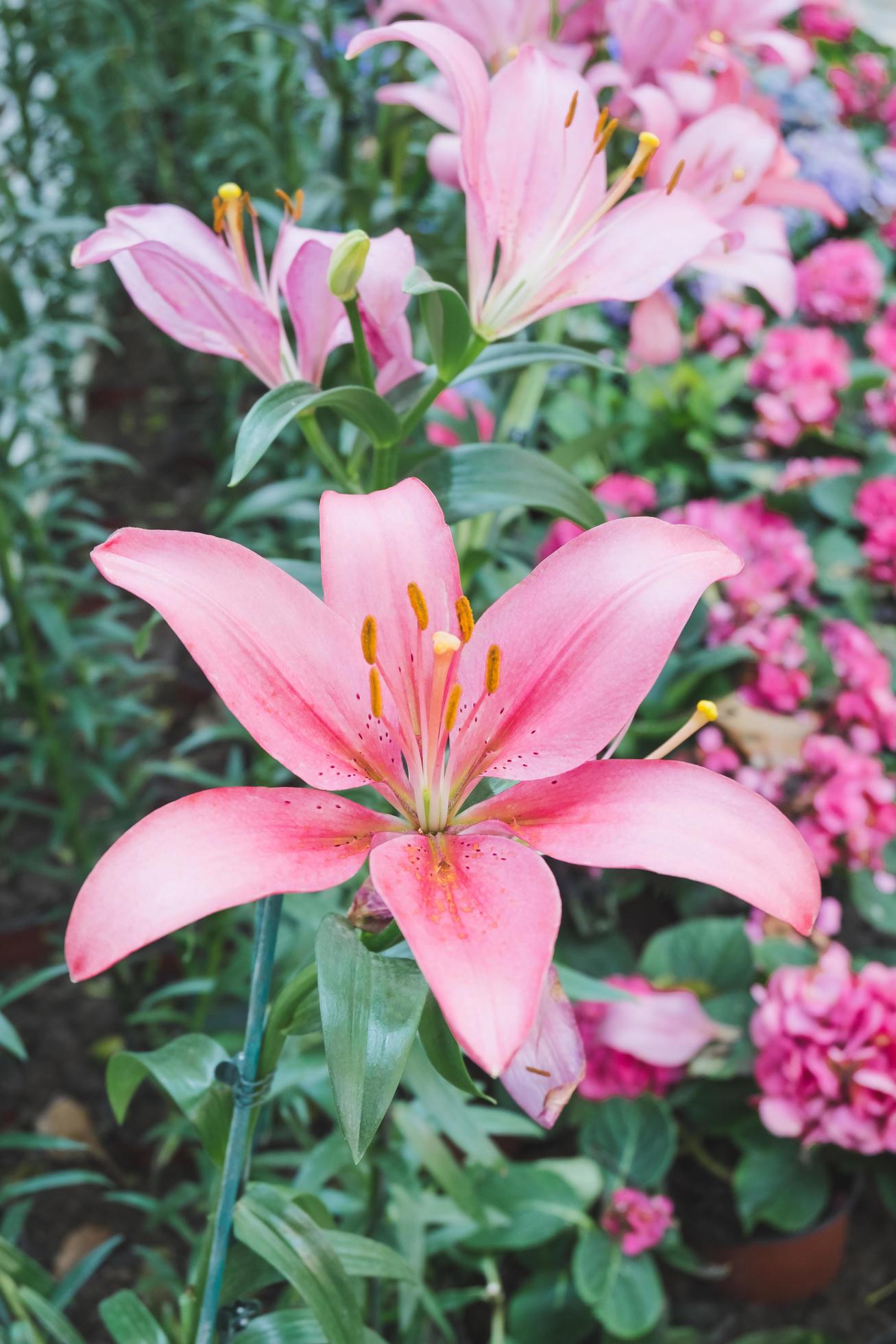 Beautiful pink lily flower in botanic garden floral decoration Stock Free