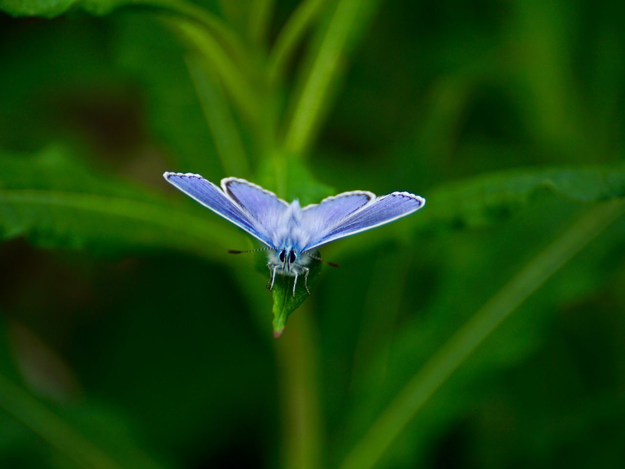 Butterfly Stock Free