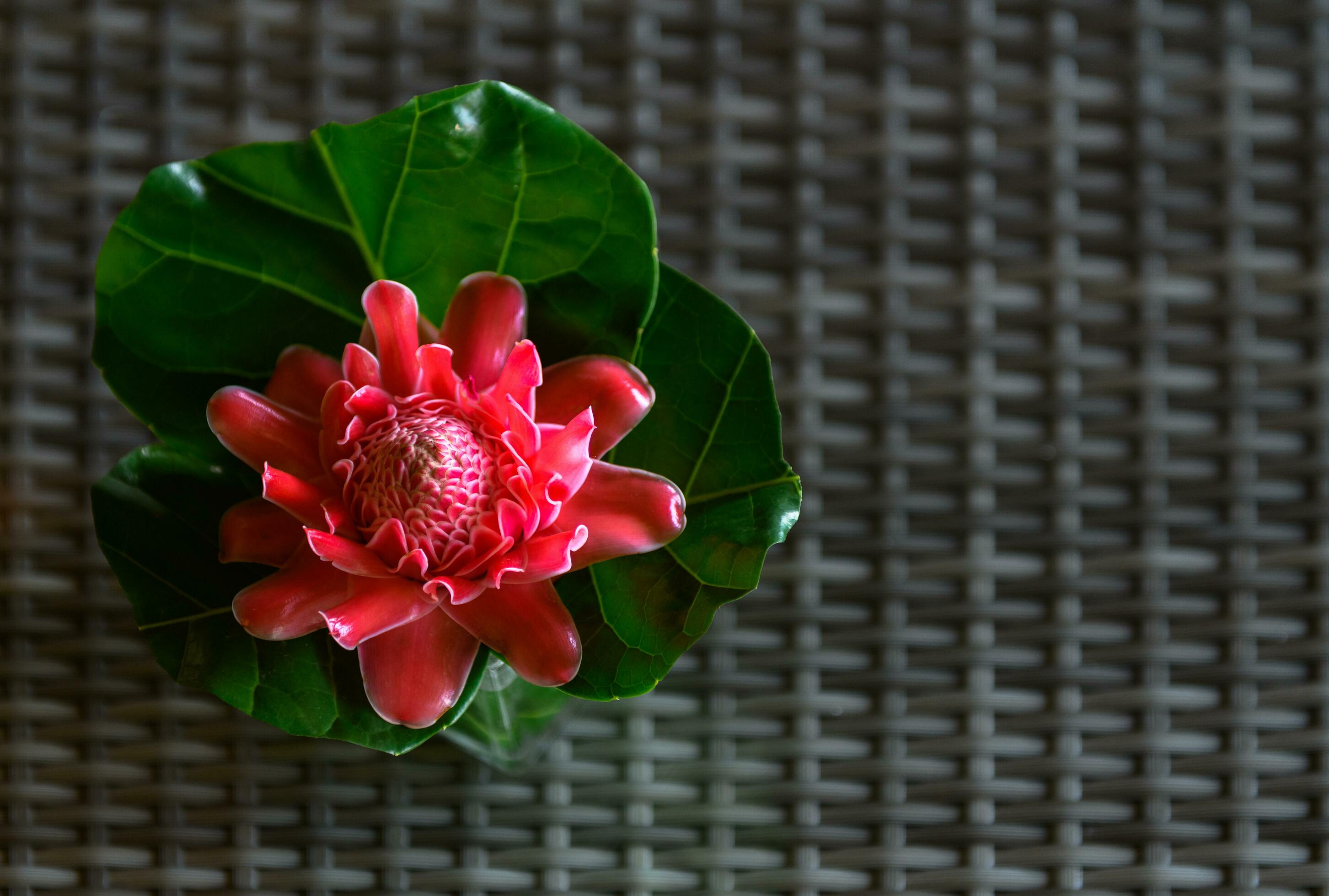 Red Torch Ginger flower with green leaf Stock Free