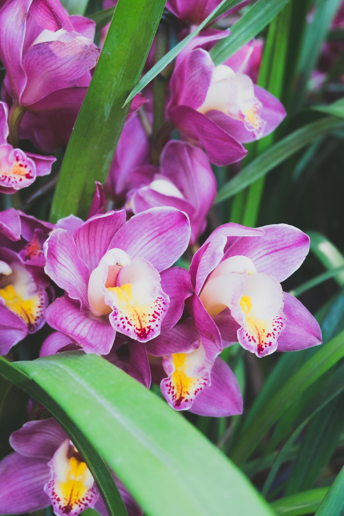 Orchid flower in tropical garden.Selective focus. Stock Free