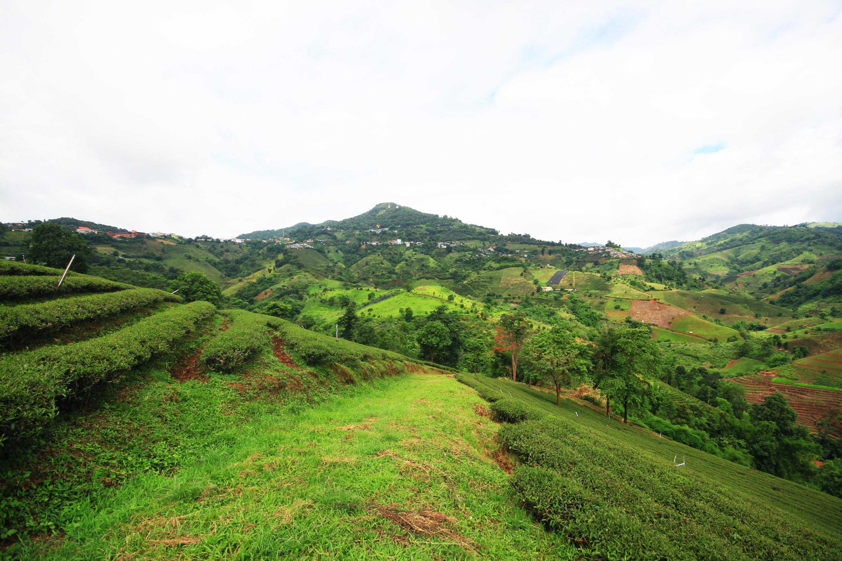 Tea Plantation in sunrise on the mountain and forest in rain season is very beautiful view in Chiangrai Province, Thailand. Stock Free