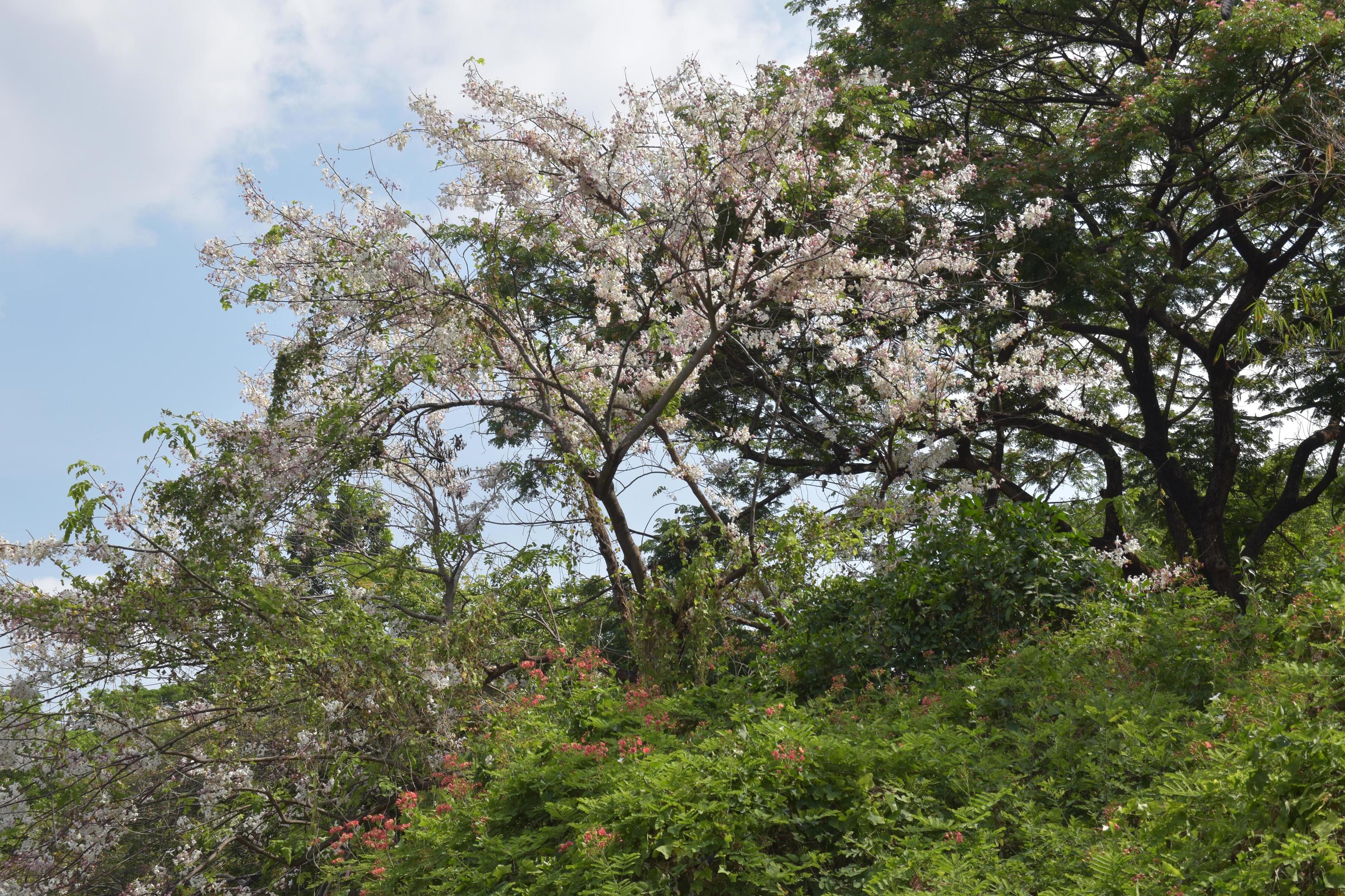 Beautiful blooming trees flowers and river in Garden Park in Bangkok, Thailand Stock Free