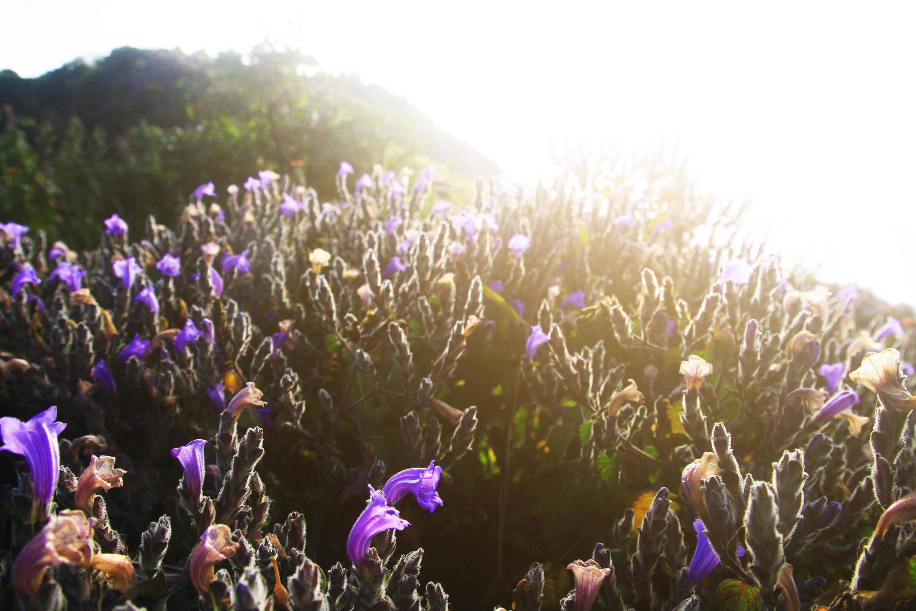 Beautiful wild Purple flowers with golden light in sunrise. Blossom spring field floral with blue sky in forest on the mountain, Thailand Stock Free