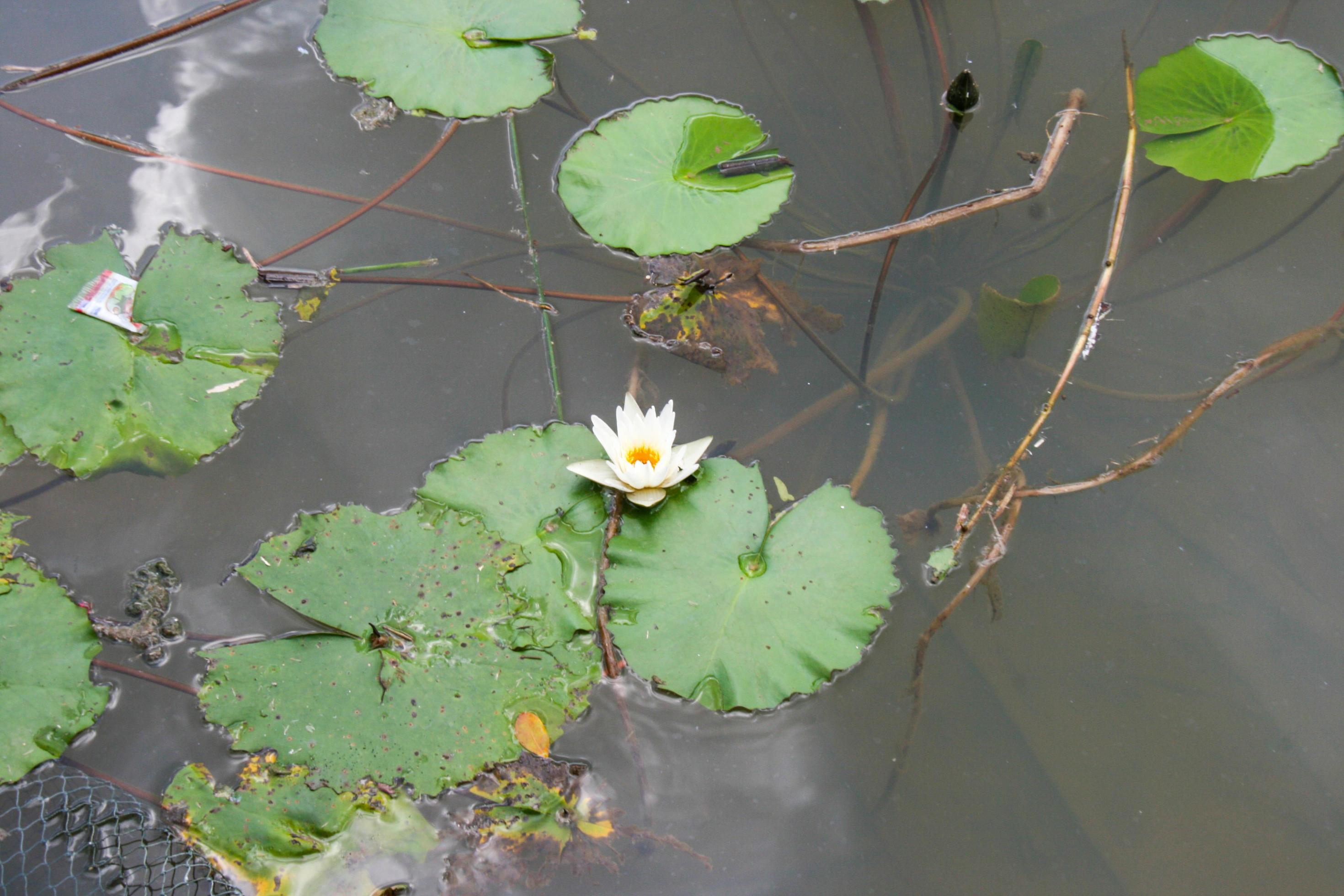 white pink lotus blooming in water green leaves beauty nature in water garden Stock Free