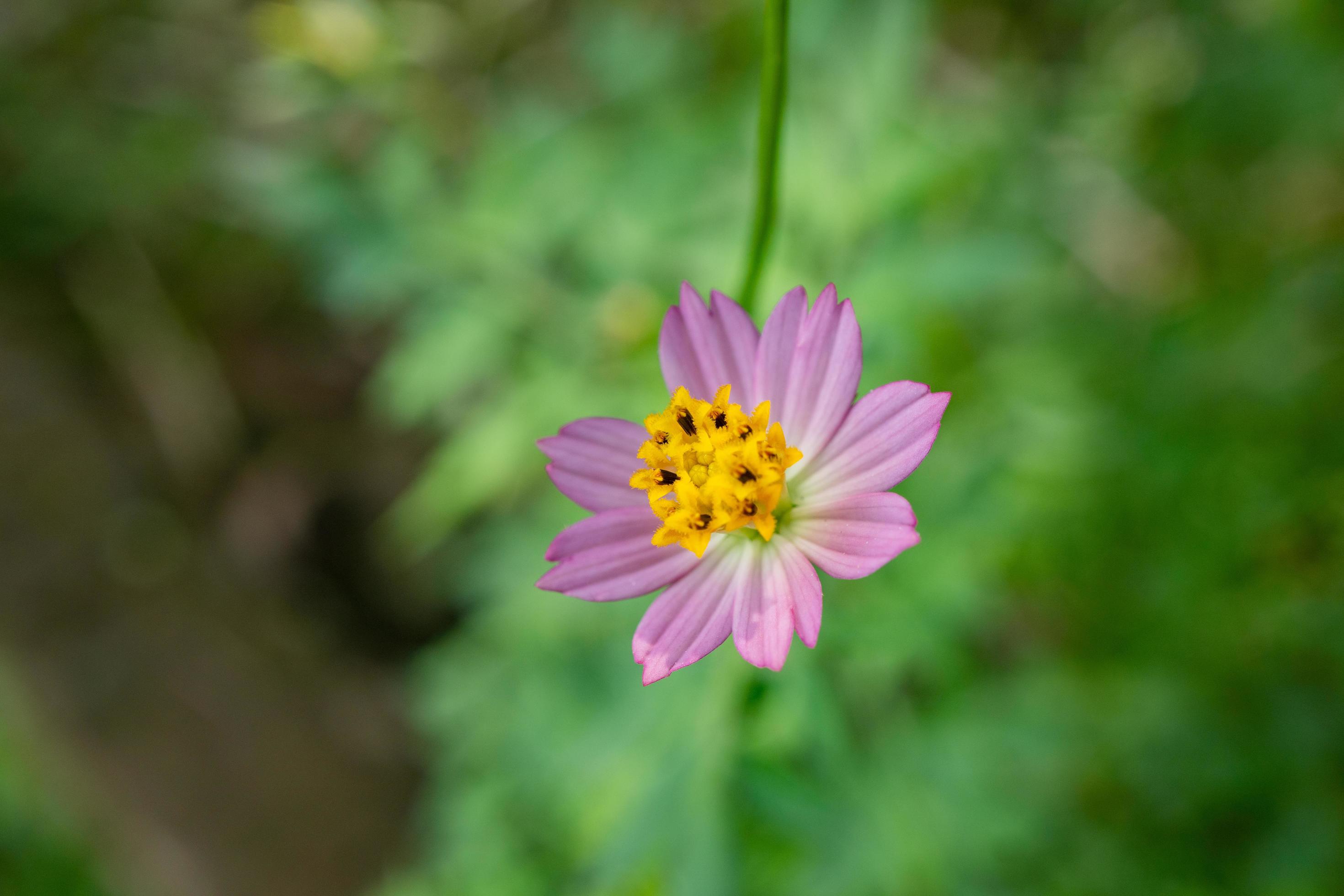 Yellow, white and pink flower on the garden when spring season. The photo is suitable to use for nature flower background, poster and advertising. Stock Free