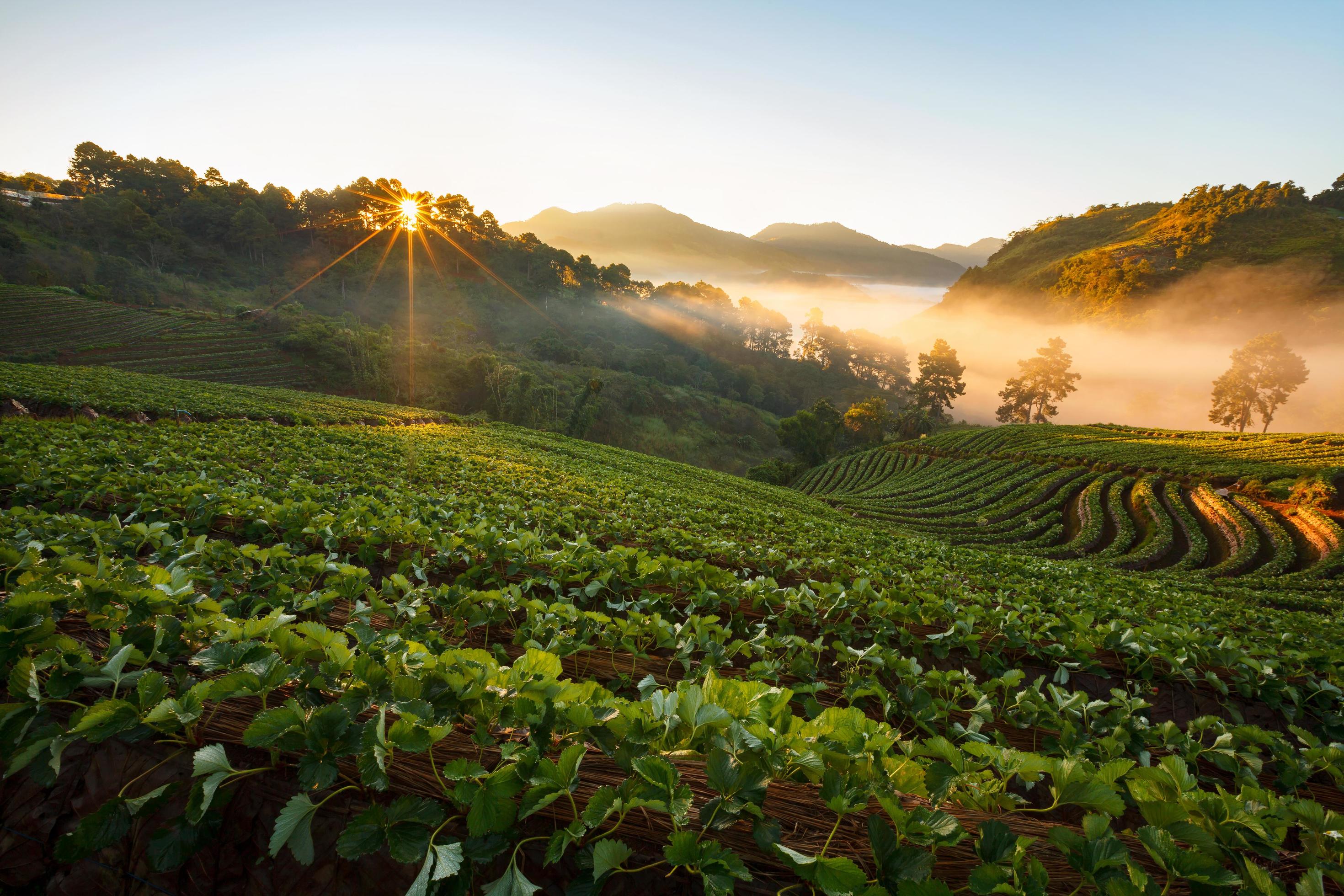 Misty morning sunrise in strawberry garden at Doi Angkhang mountain, chiangmai Stock Free