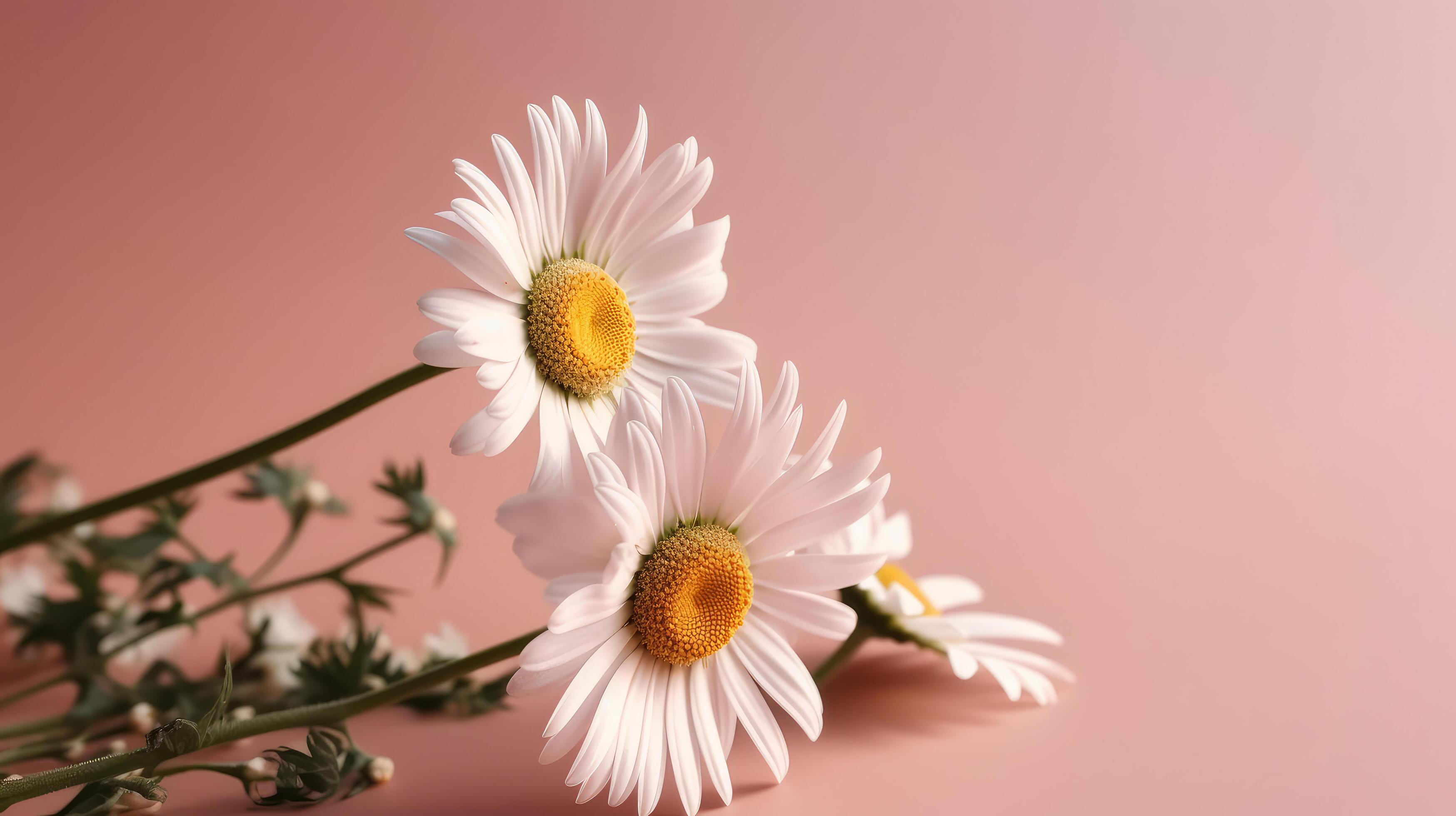 Chamomile flower on pink background. Illustration Stock Free