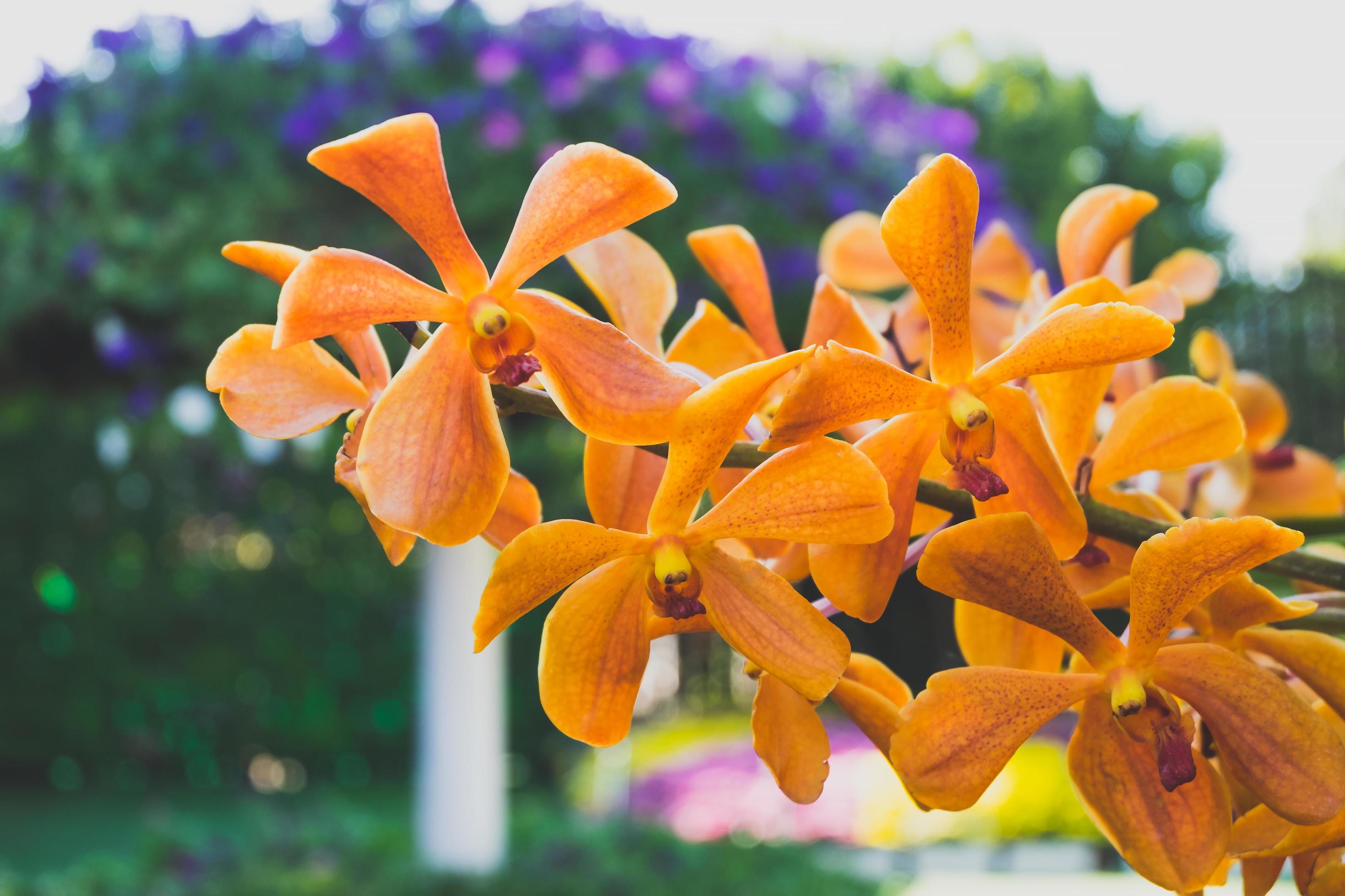 Orchid flower in tropical garden.Selective focus. Stock Free