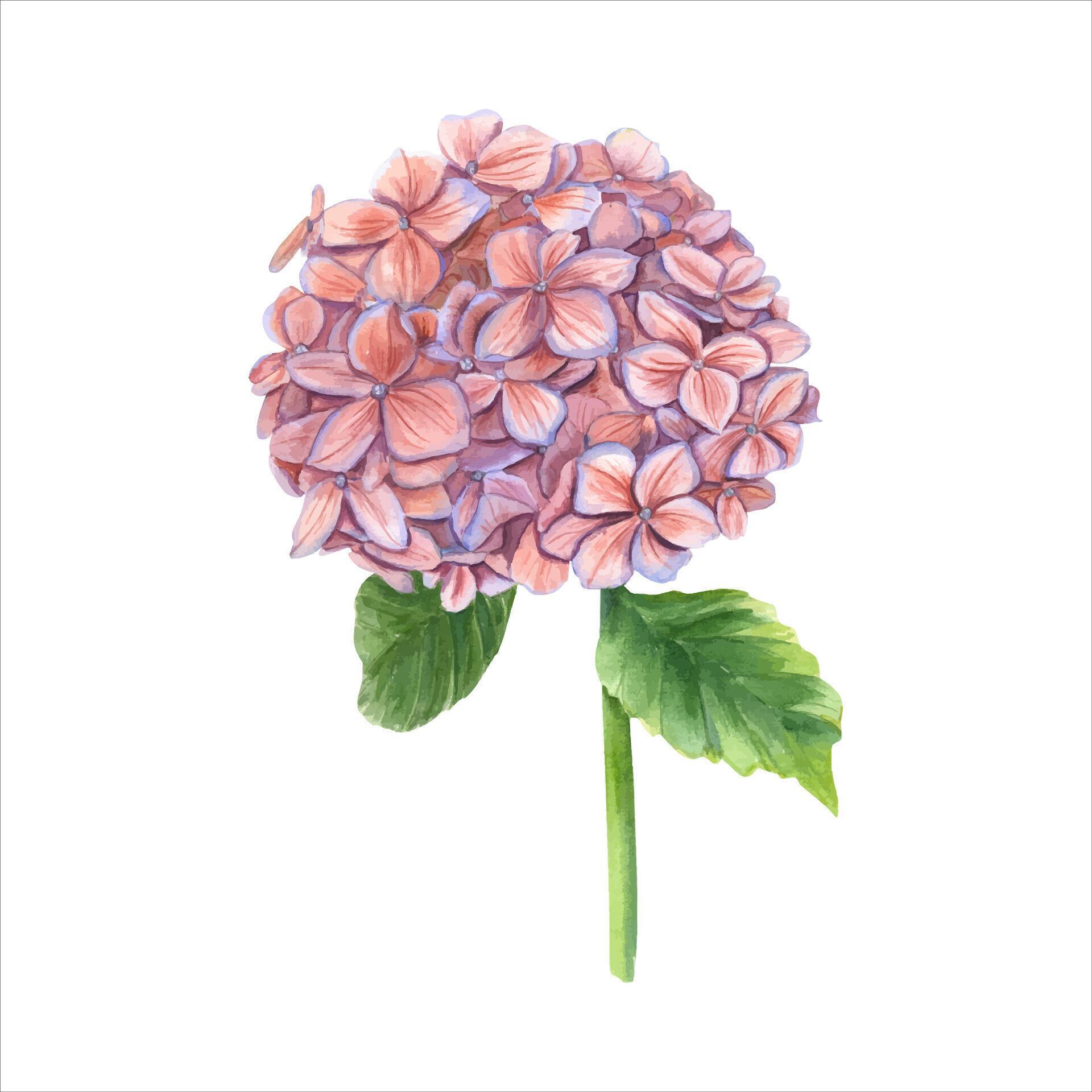 Vintage hydrangea branch. Pink flower with leaves. Blooming garden Hortensia. Watercolor illustration Stock Free