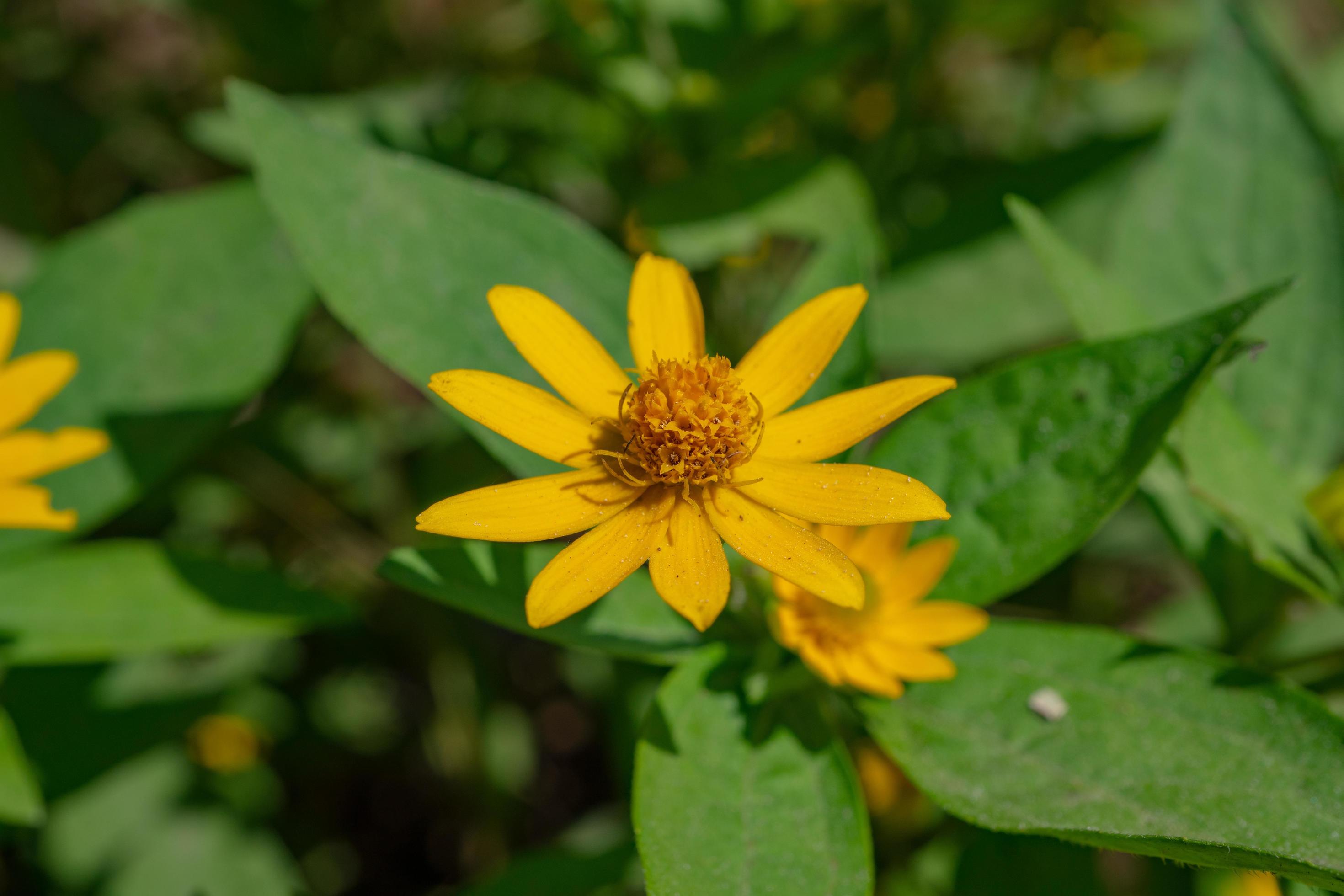 Yellow, white and pink flower on the garden when spring season. The photo is suitable to use for nature flower background, poster and advertising. Stock Free