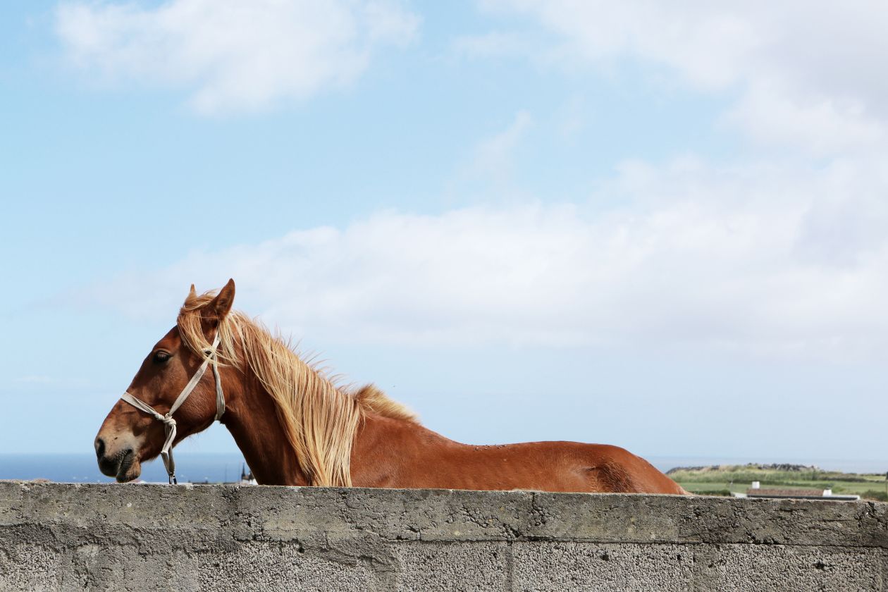 Wild Horse Stock Free