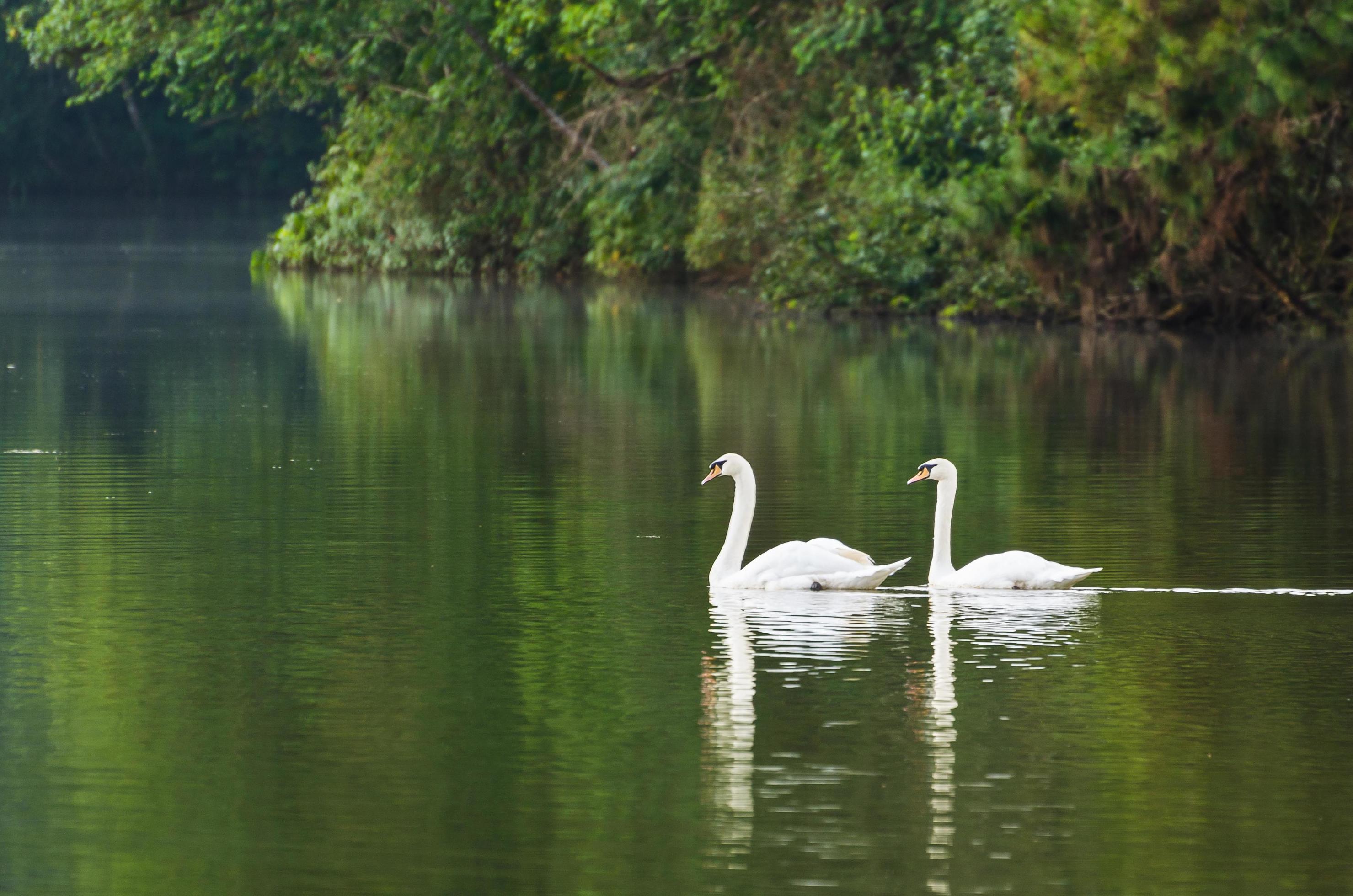 White swan and its mate are swimming in the lake Stock Free