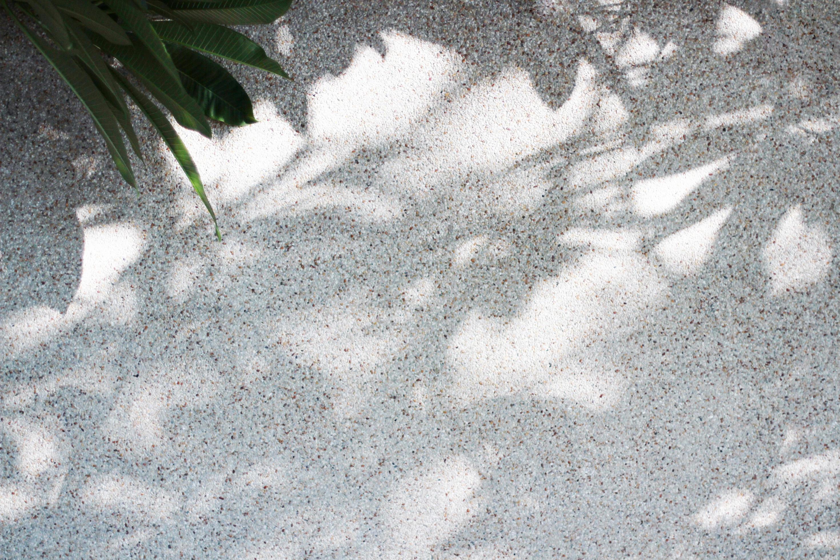 Abstract sunlight and shadow of tree branch on the grunge of concrete wall Stock Free