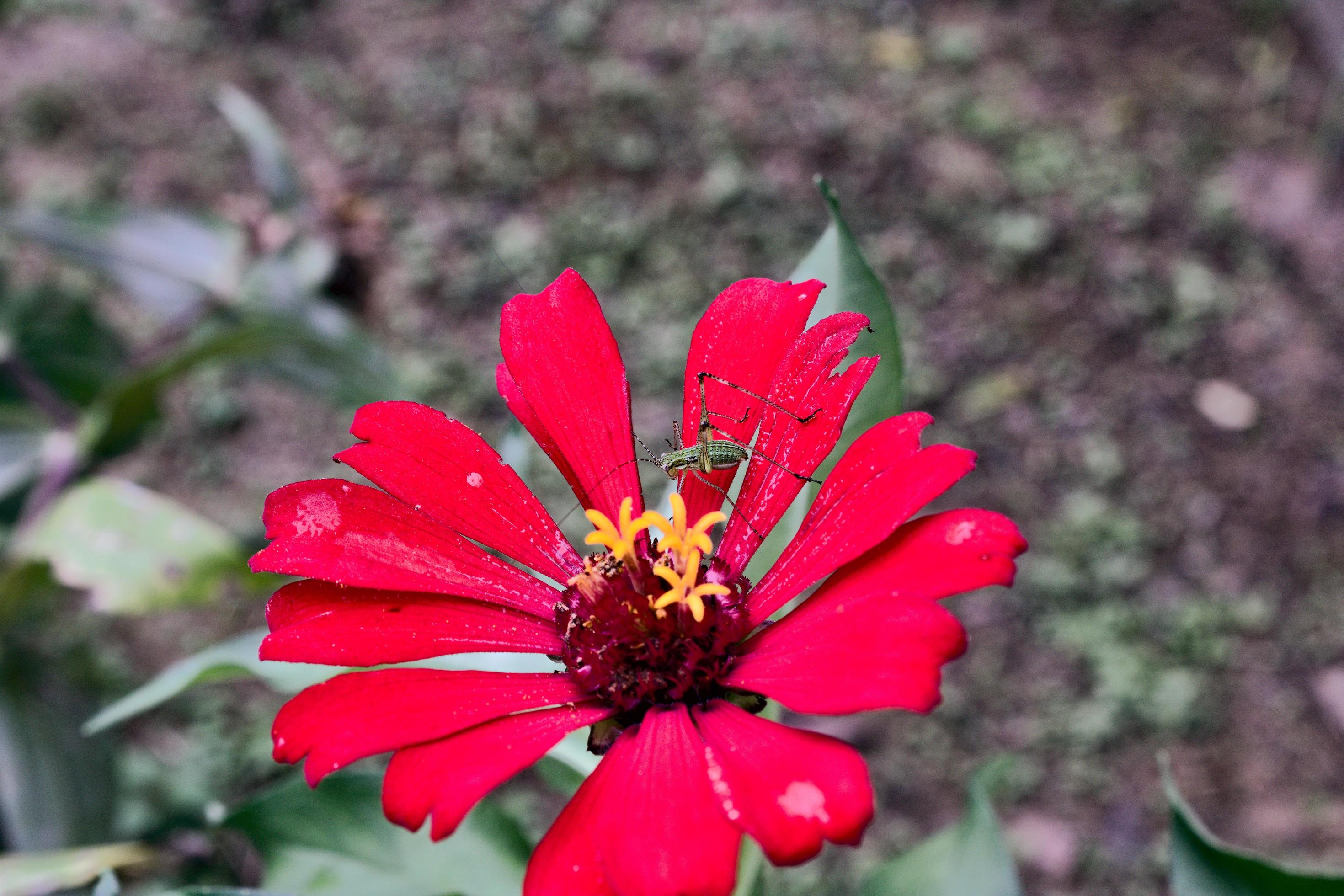 
									picture of Zinia graceful with flowers of light pink color growing in the yard of the house Stock Free