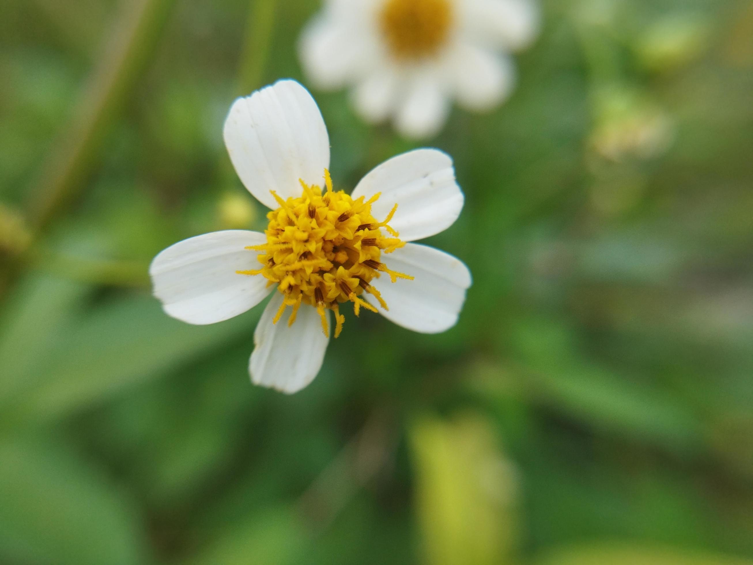 Beautiful white flower on blurred background. Natural beauty. Stock Free