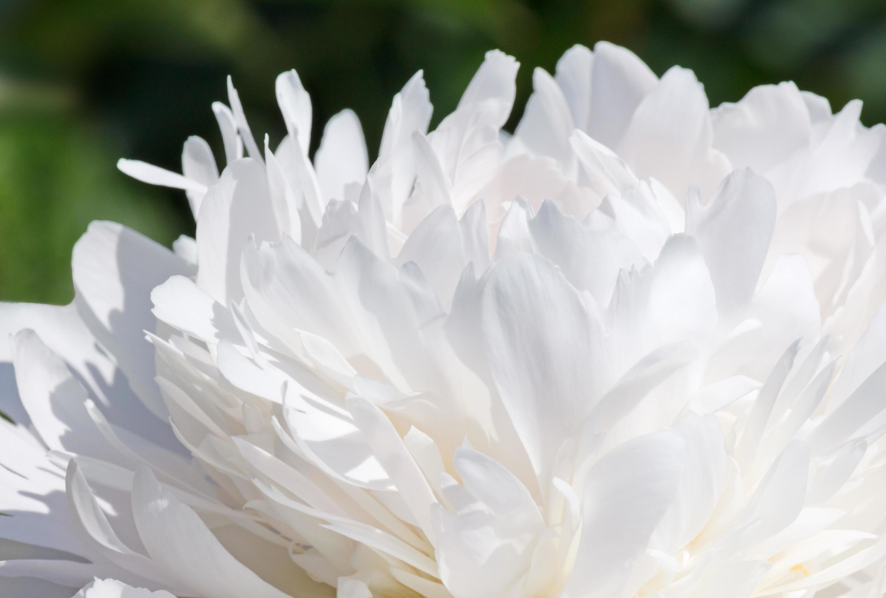 close up of white peony flower Stock Free