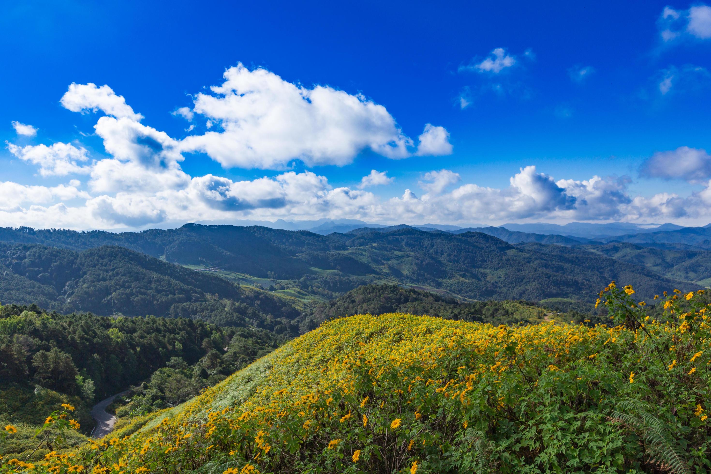 Tung Bua Tong Mexican sunflower in Maehongson, Thailand Stock Free