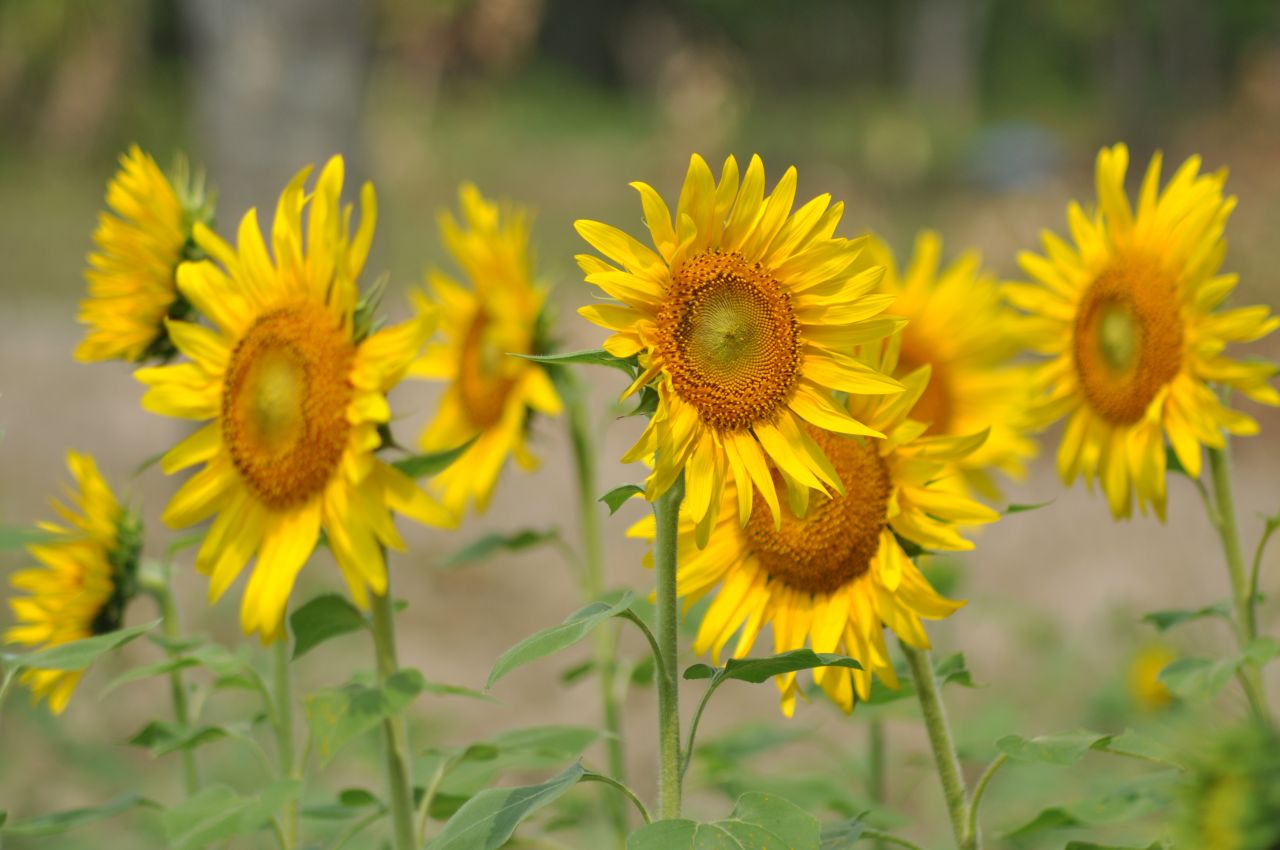 Sunflowers Beautiful Flowers Stock Free