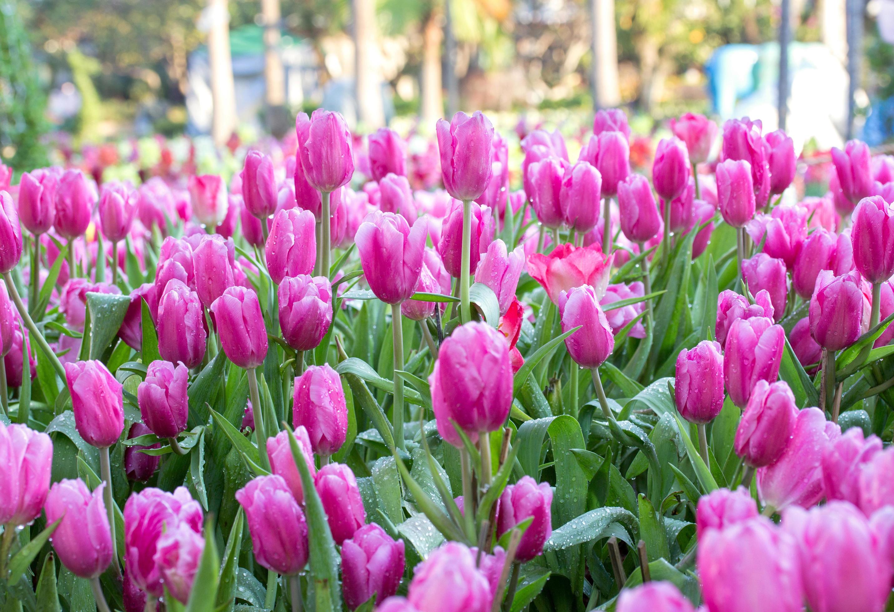 Pink tulip flower fields blooming in the garden Stock Free