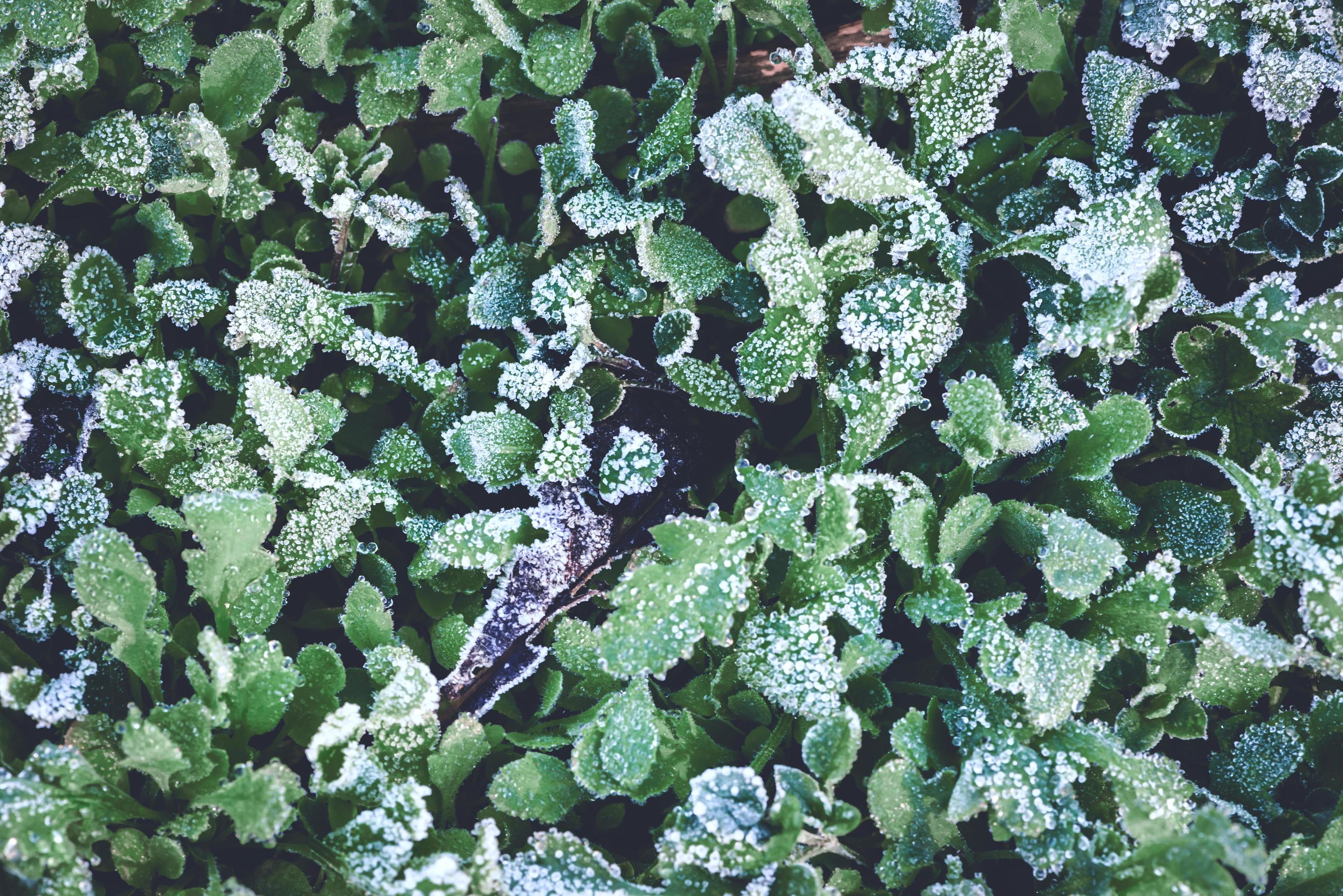 background nature. The dew is ice on the leaves in the winter. background is ice on the leaves. Stock Free