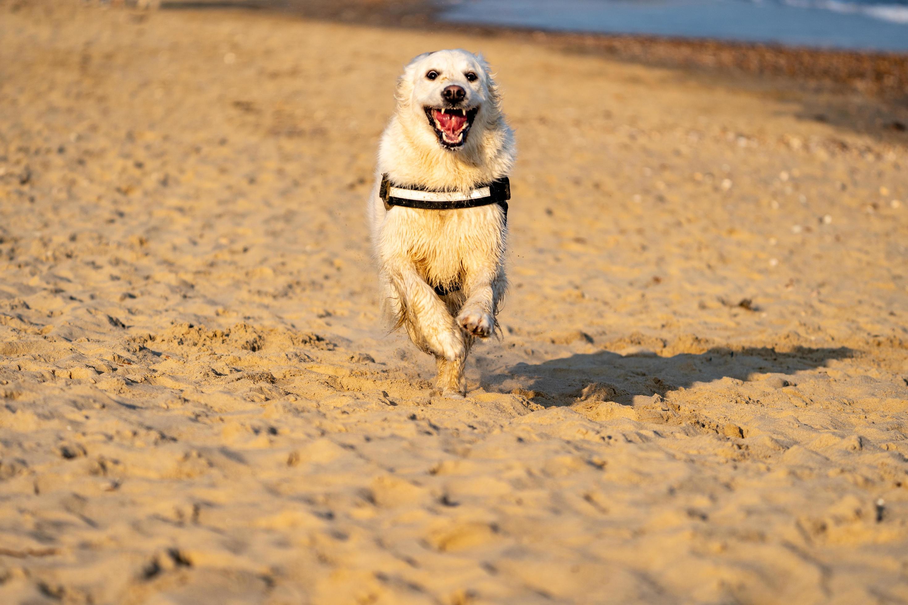 Golden Retriever running on beach at sunset with mouth wide open Stock Free