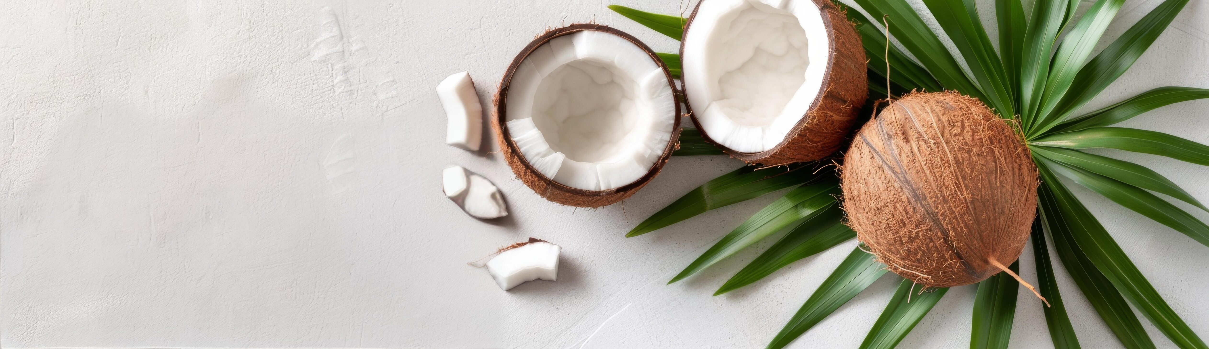 Coconut and Palm Leaves on White Background Stock Free