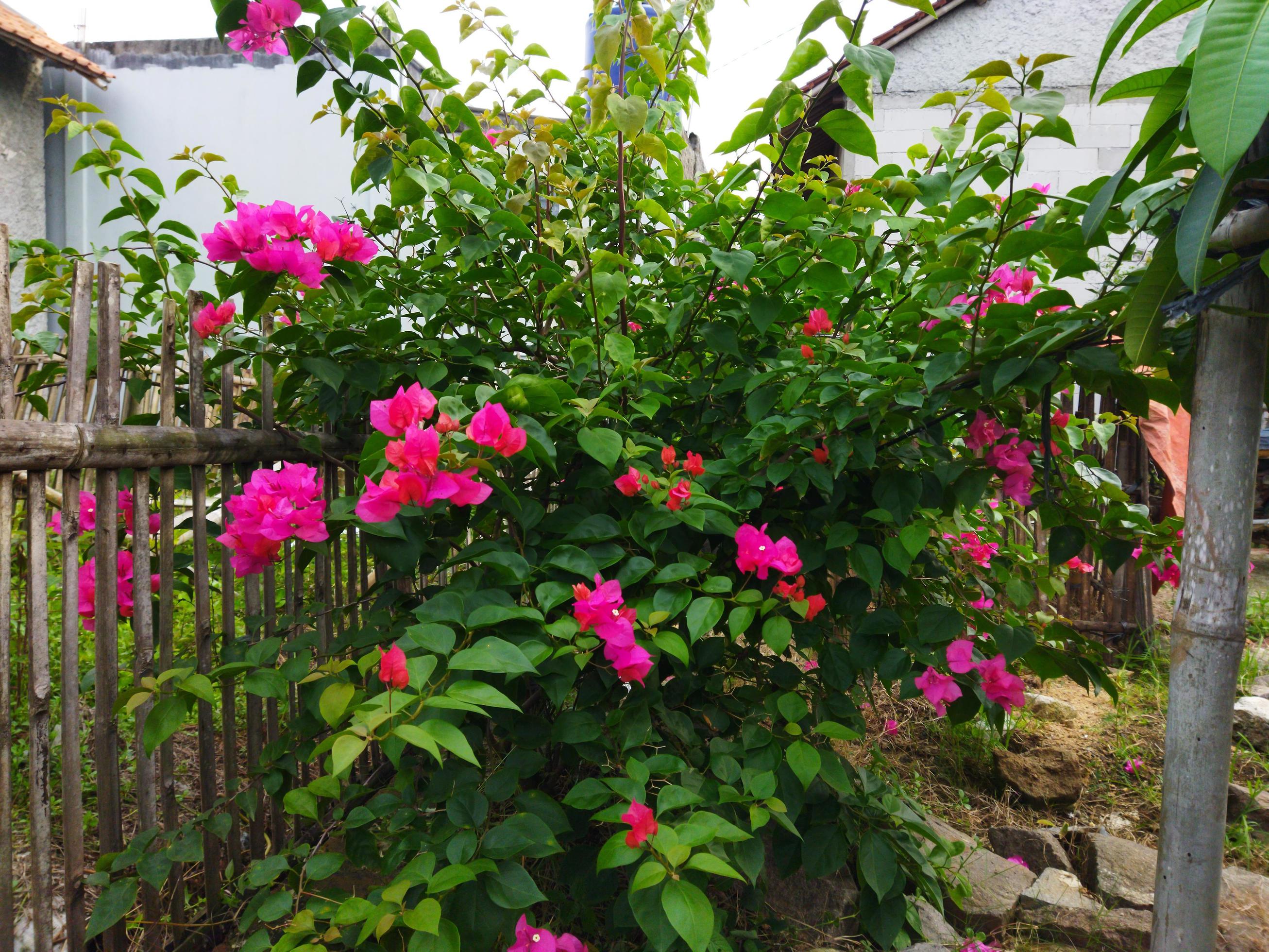 Bougainvillea Glabra is a pink flowering plant with irregularly shaped stems. Stock Free