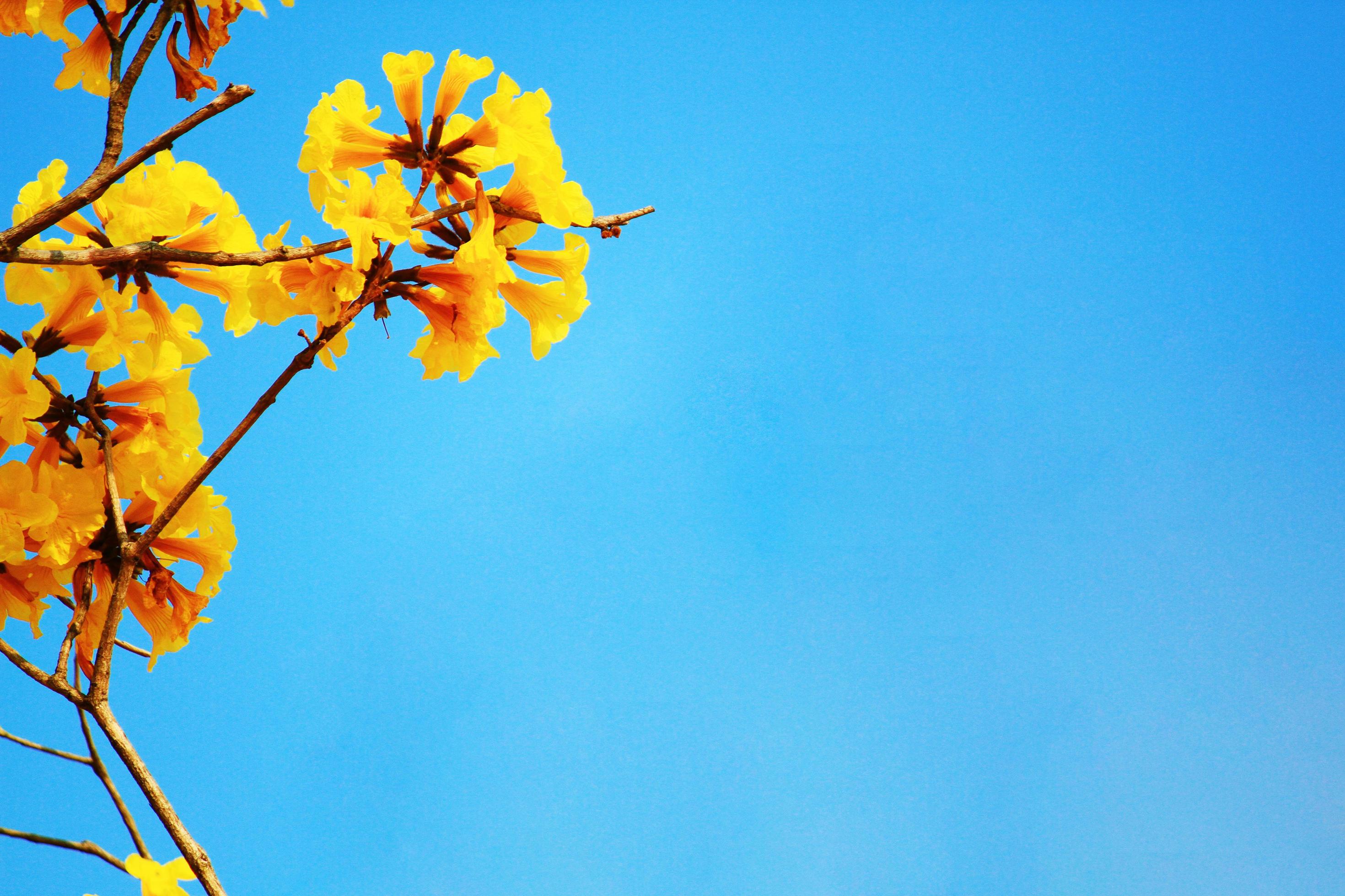 Blossom Dwarf Golden Trumpe flowers with blue sky. Tabebuia chrysotricha flowers Stock Free