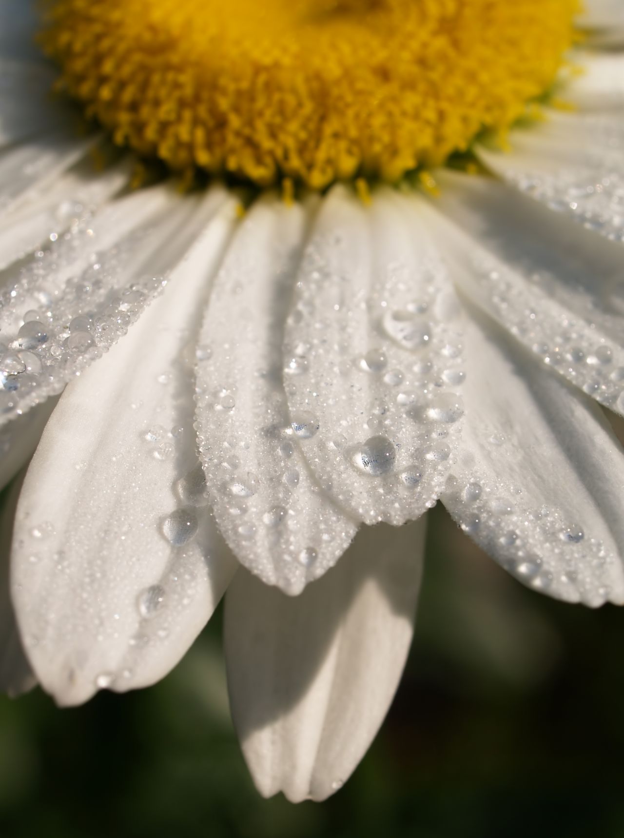 Daisy Flower close up Stock Free