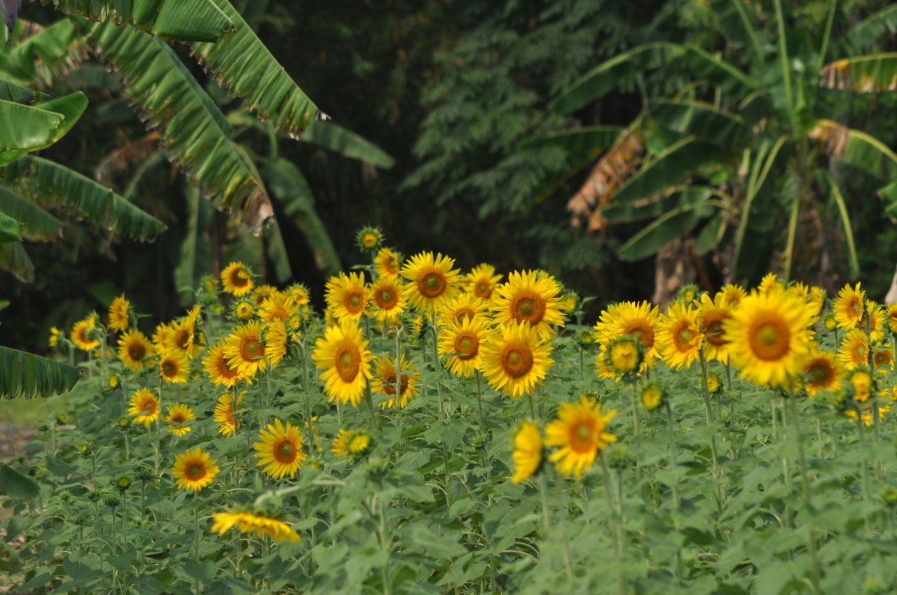 Sunflower Garden Stock Free