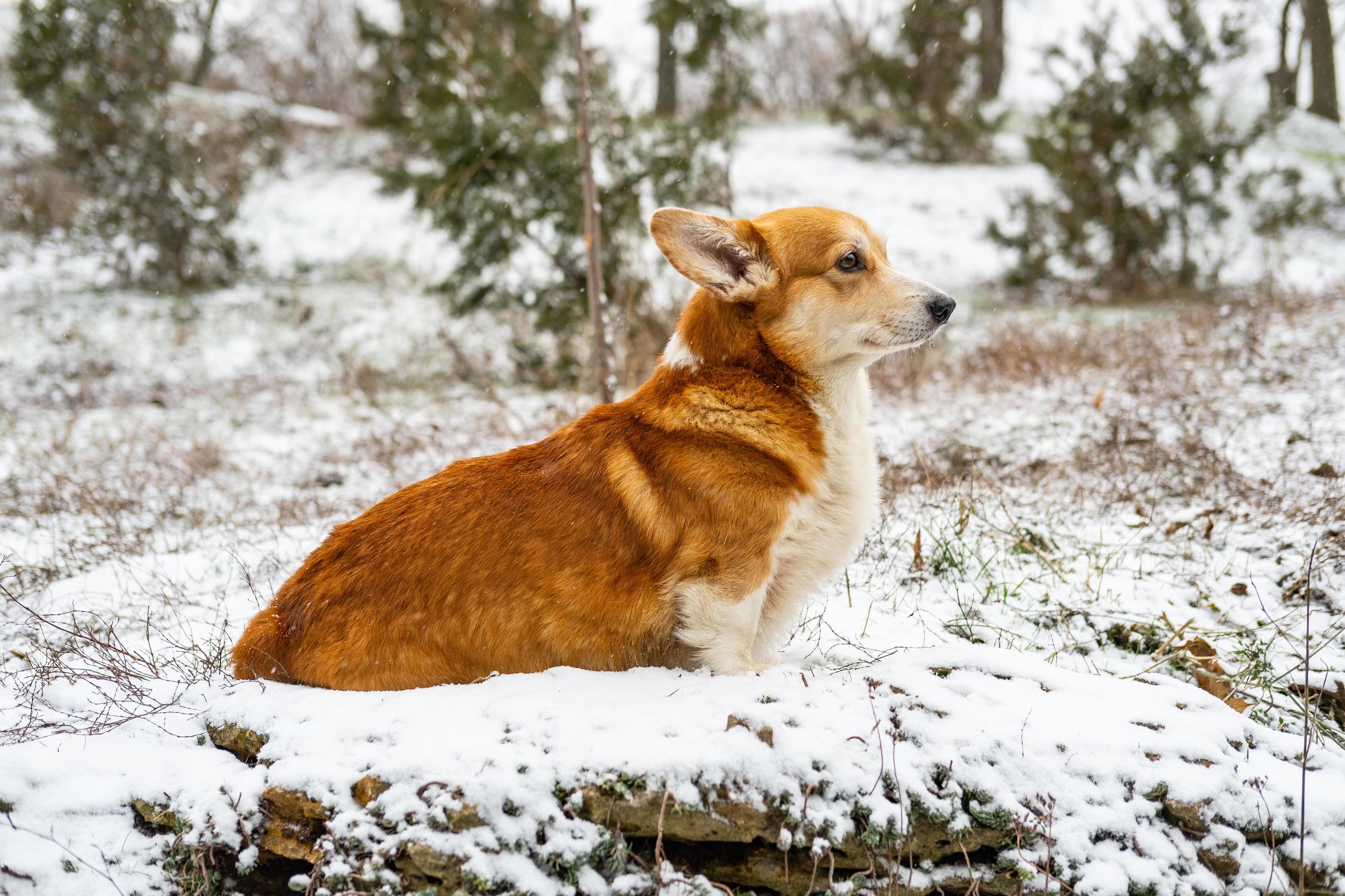 Funny corgi dog in the snow Stock Free