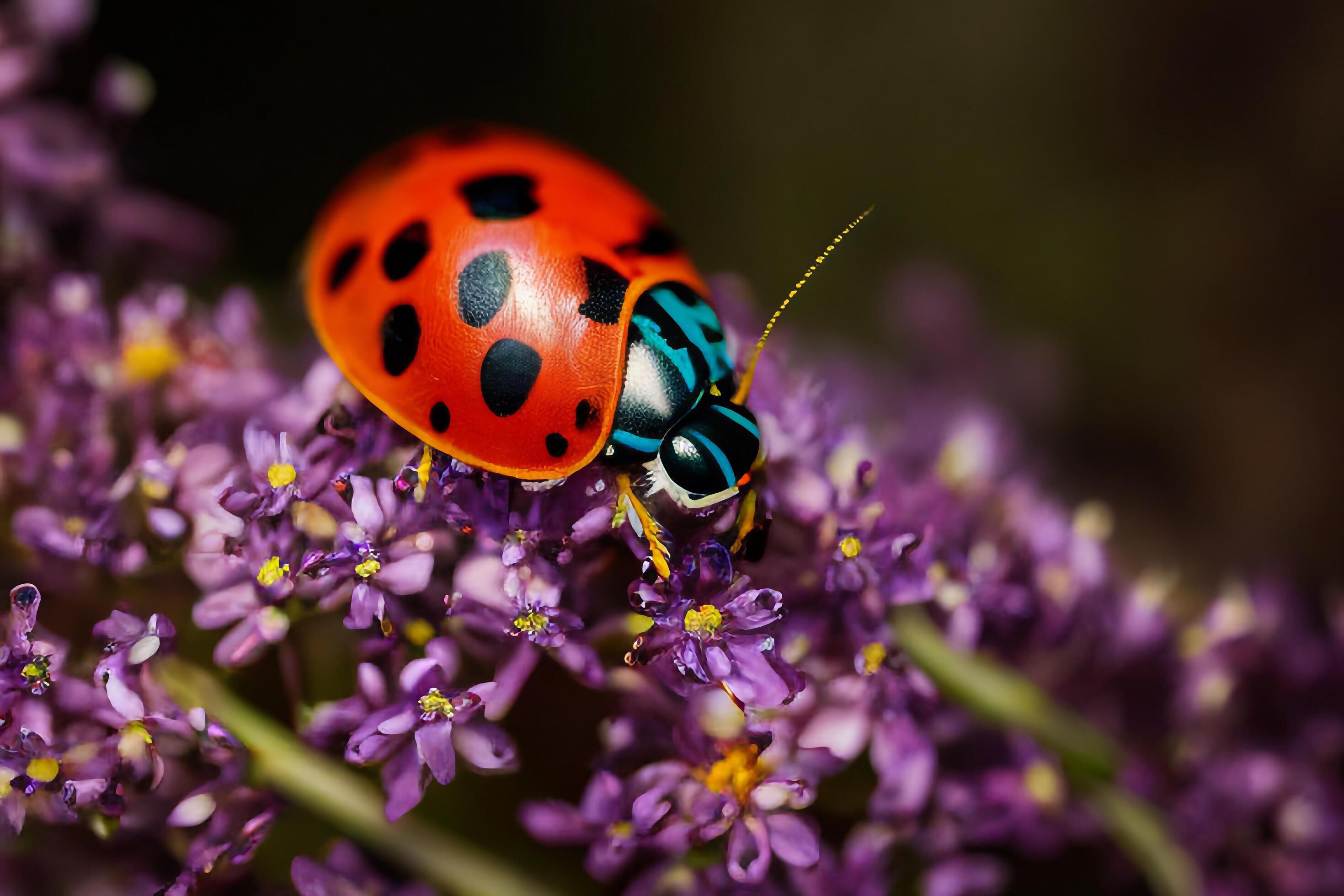 The ladybug on the flower with . Stock Free