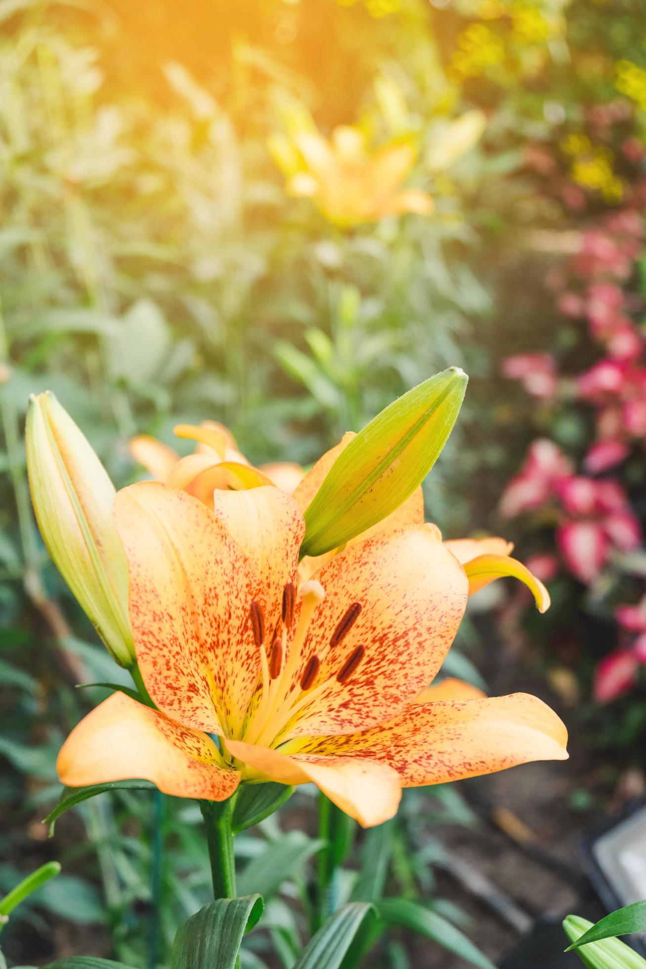 Beautiful Orange lily flower in botanic garden floral decoration Stock Free