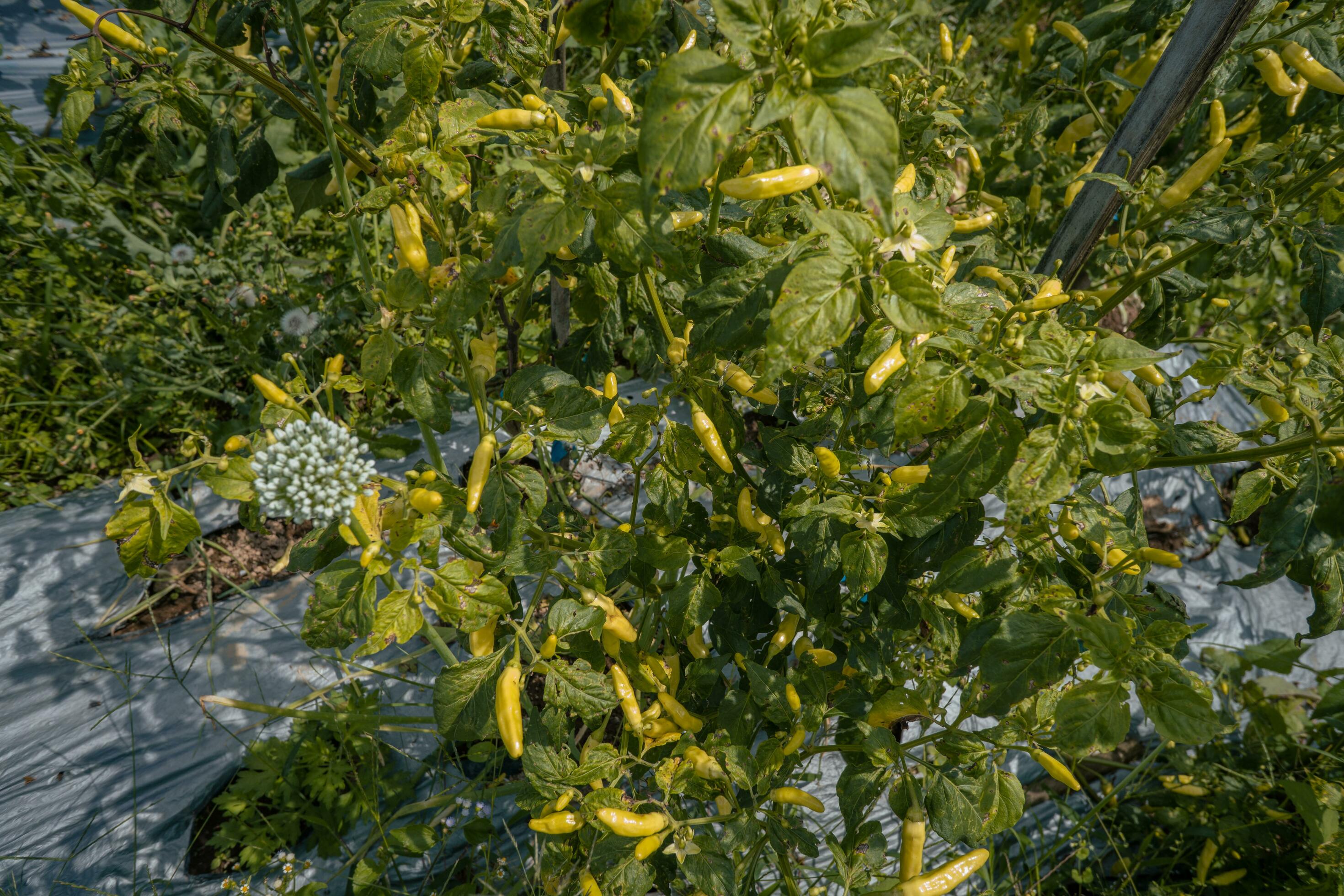 Chili and tomato garden field when springtime. The photo is suitable to use for garden field content media, nature poster and farm background. Stock Free