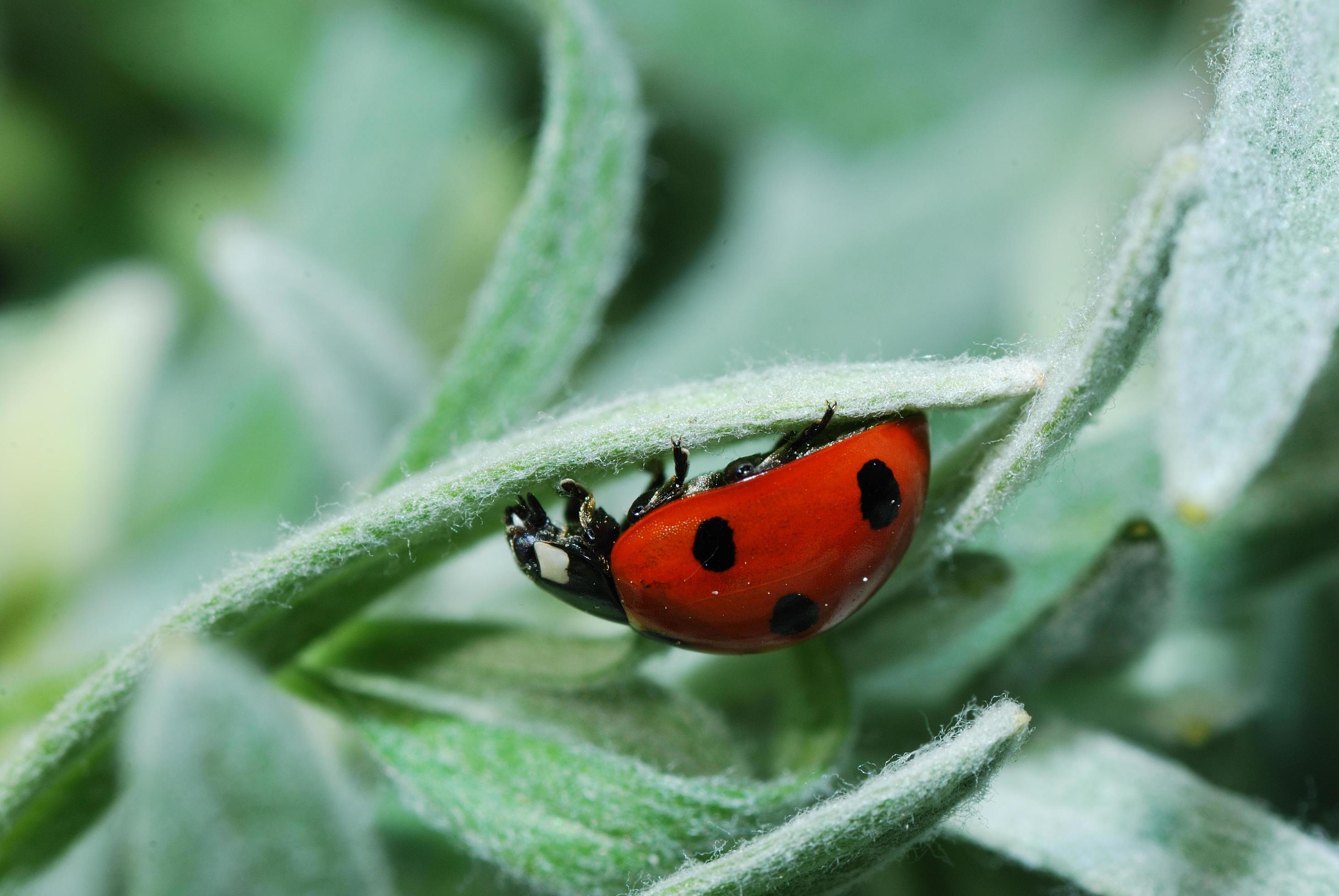 ladybug crawls upside Stock Free