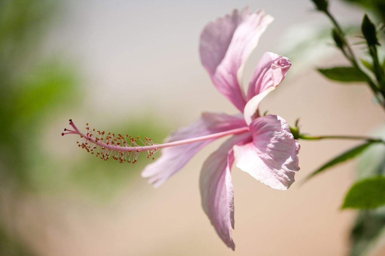 Pink Hibiscus Flower Stock Free