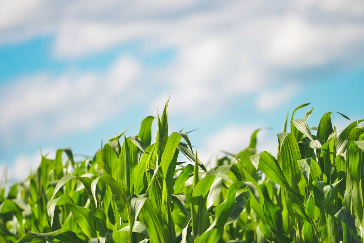 Farm Field and Blue Sky Stock Free