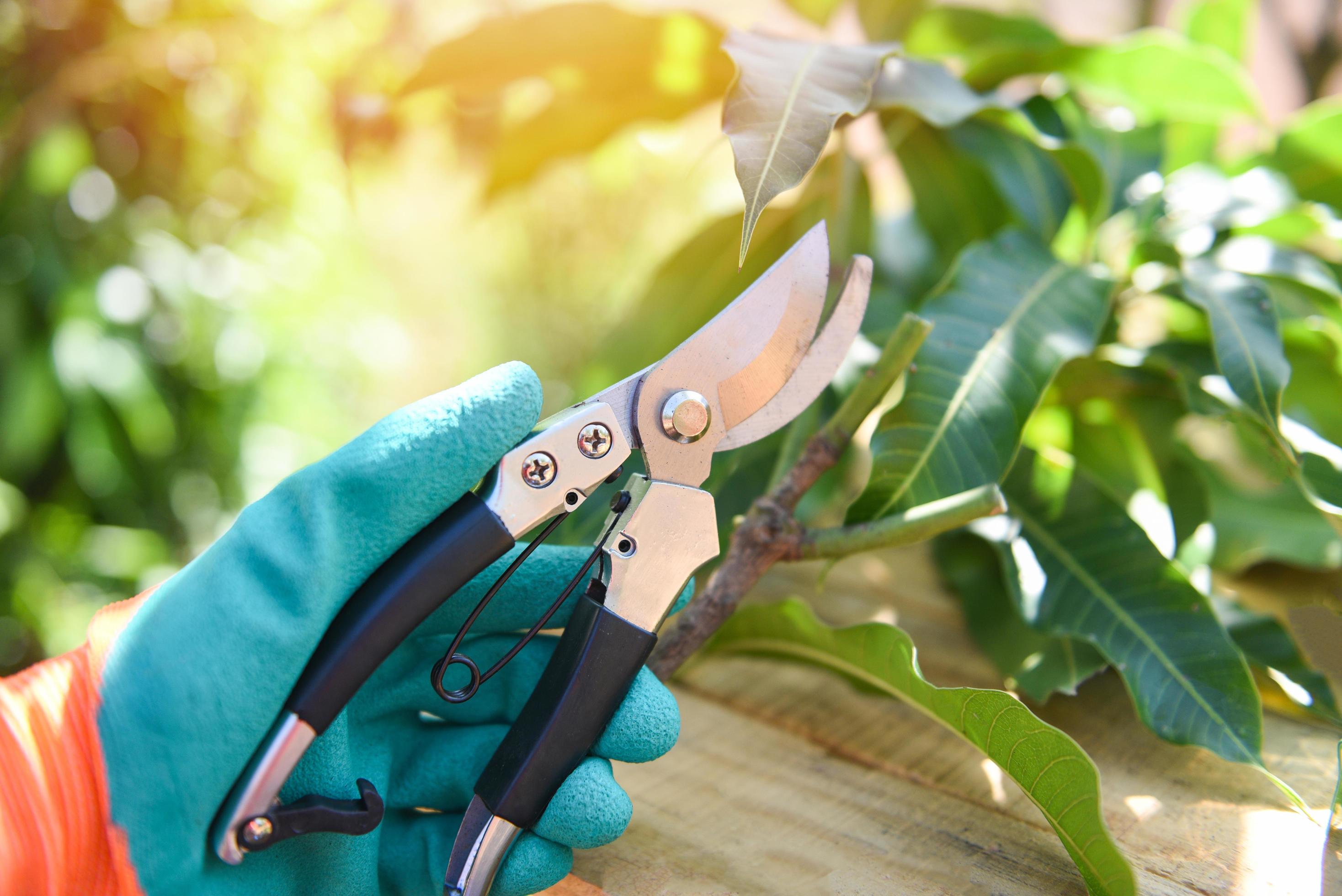 Hand holding pruning shears in the garden agriculture – Gardening tool and works concept Stock Free