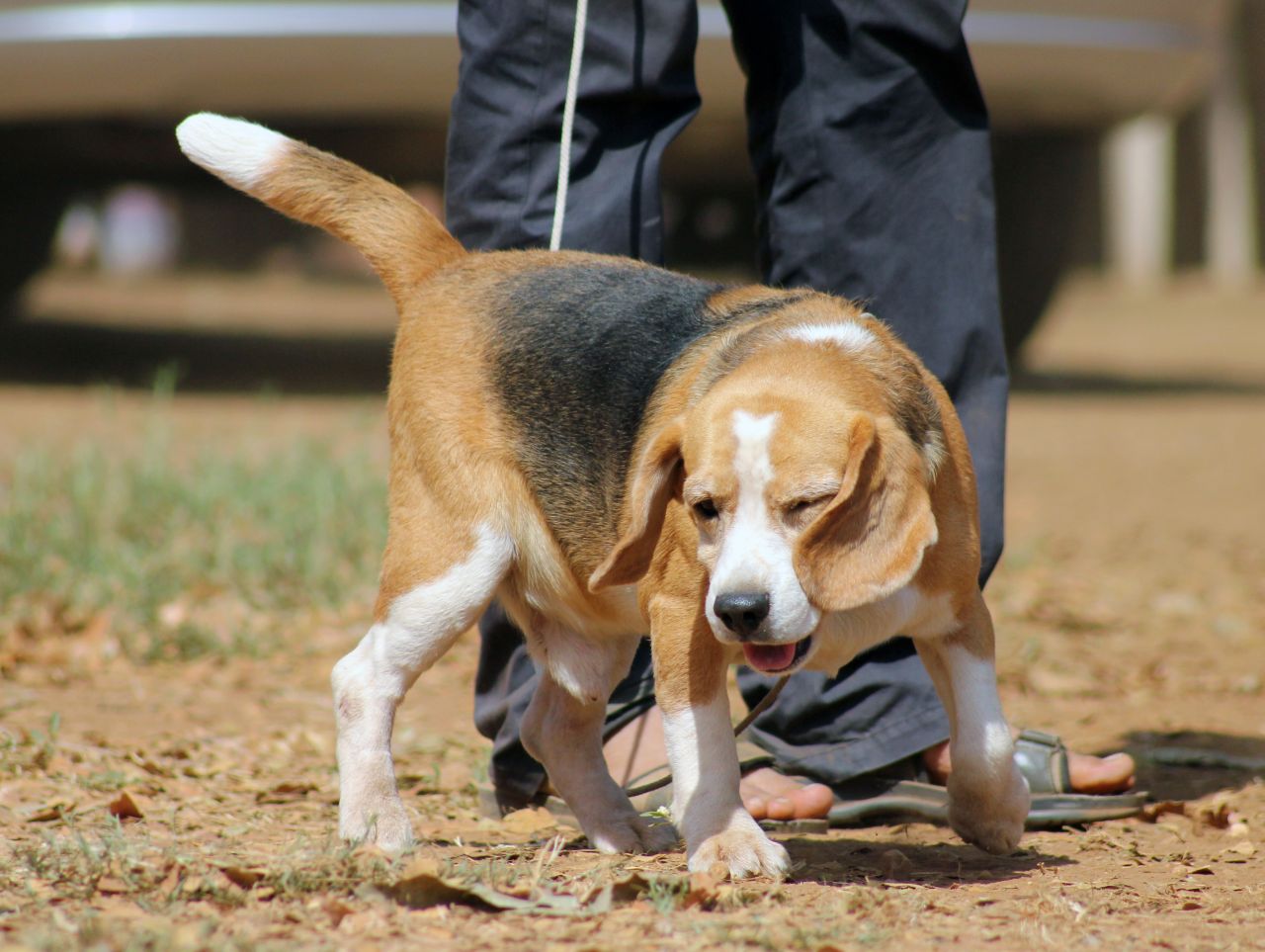 Beagle Cute Dog Stock Free