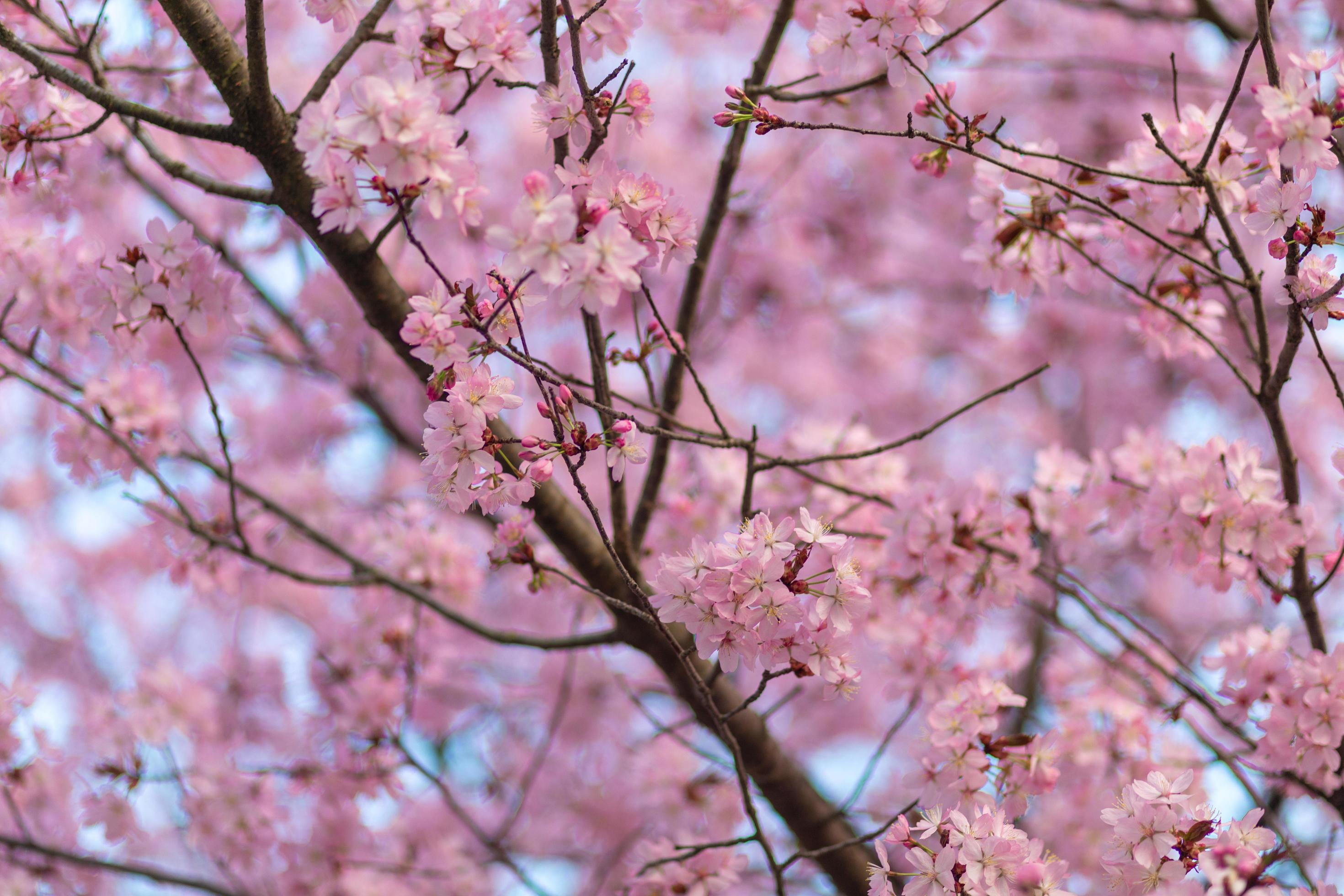 Cherry Blossom – Clourfull image of the cherry blossom flowers on the tree Stock Free