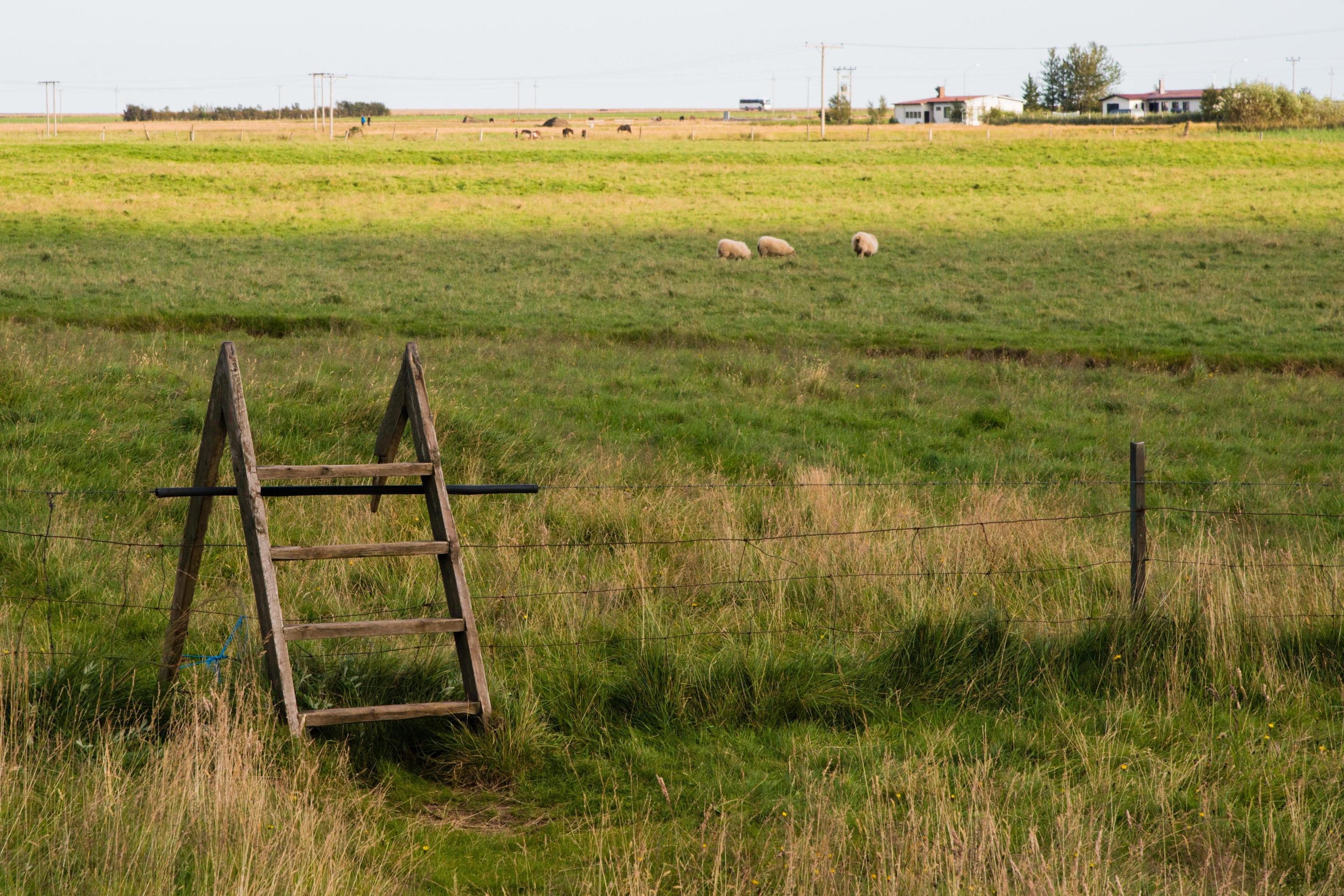 Access to a meadow with sheep using a wooden ladder Stock Free