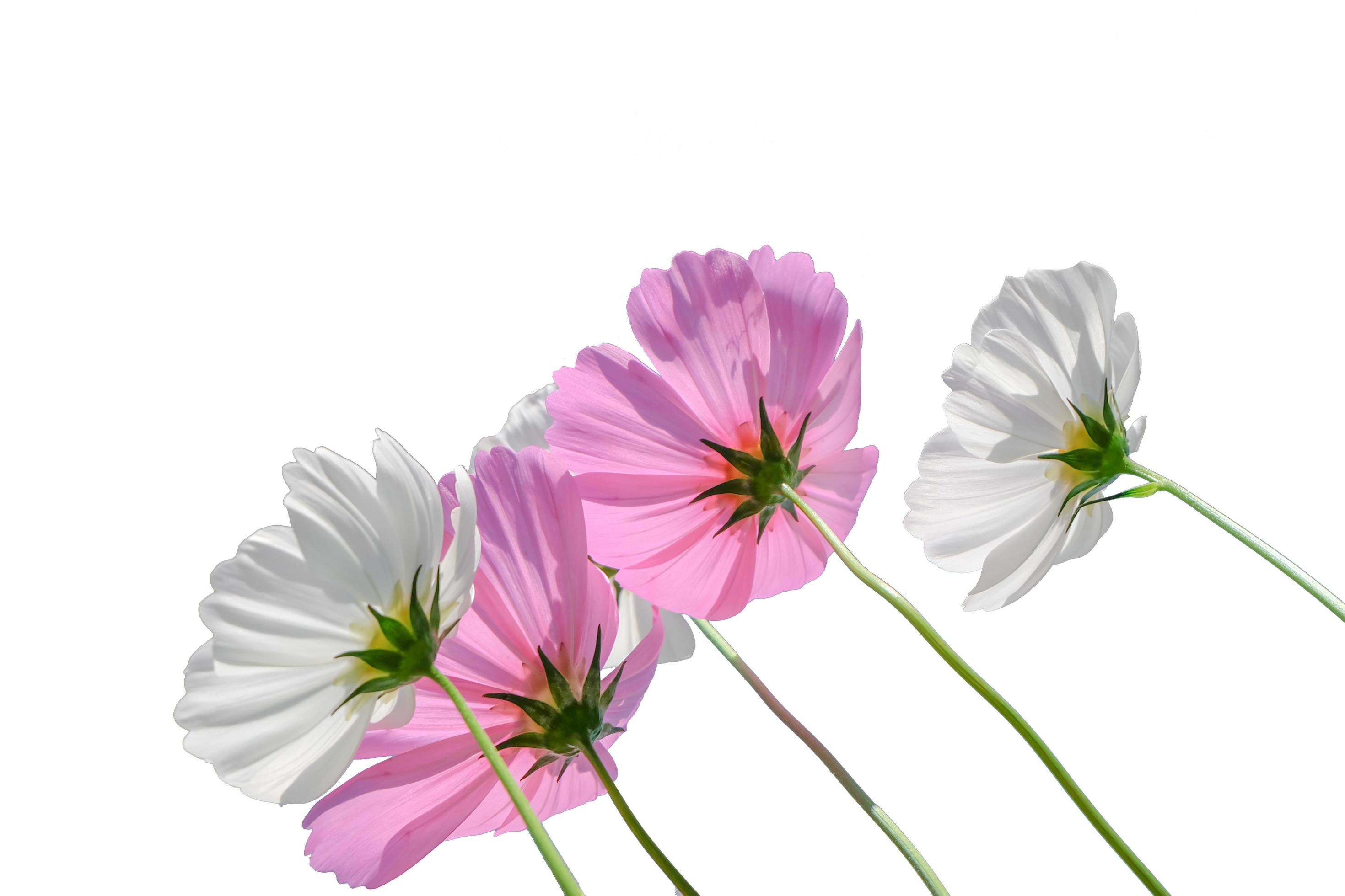 cosmos flower blossom on white background Stock Free