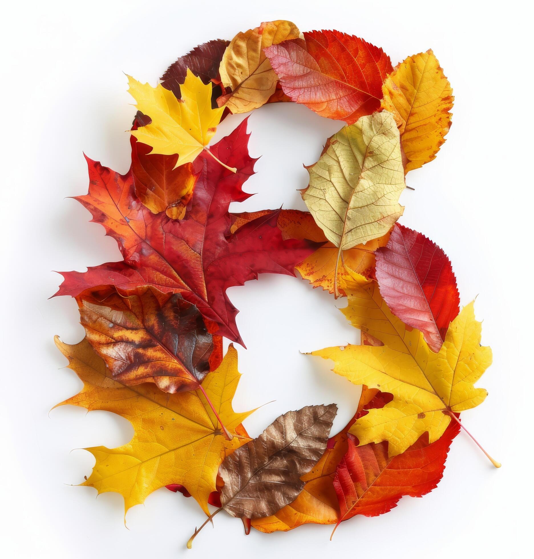 Colorful Autumn Leaves Forming Number Six on White Background Stock Free