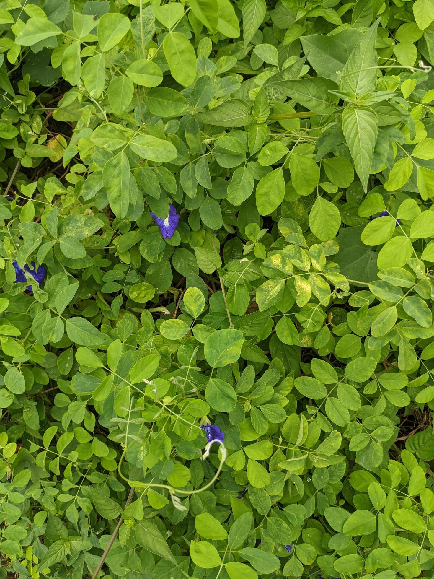 Close up green leaves wild flower on the green garden when spring time. The photo is suitable to use for nature background and botanical content media. Stock Free