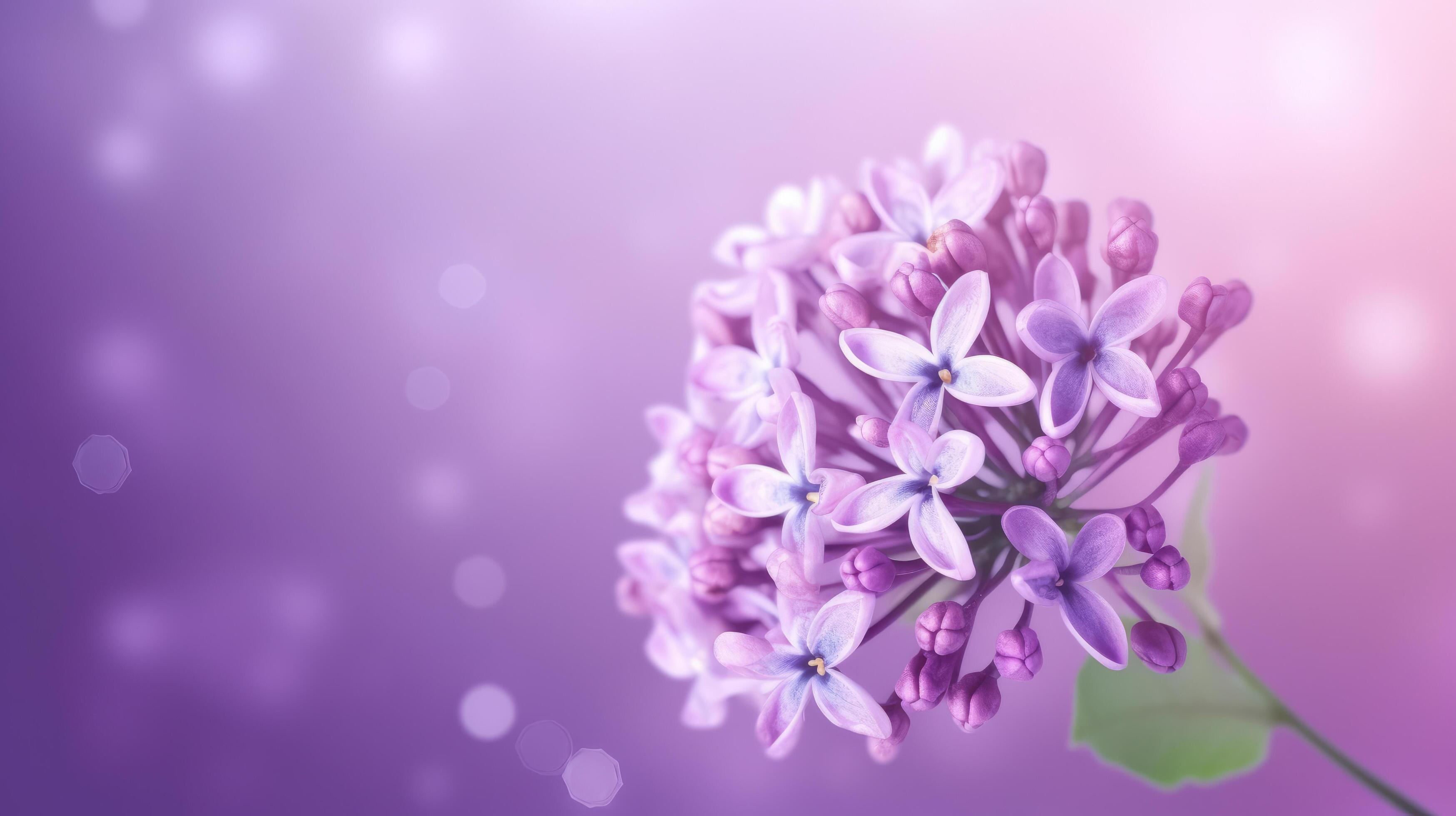 Lilac flower bokeh background. Illustration Stock Free